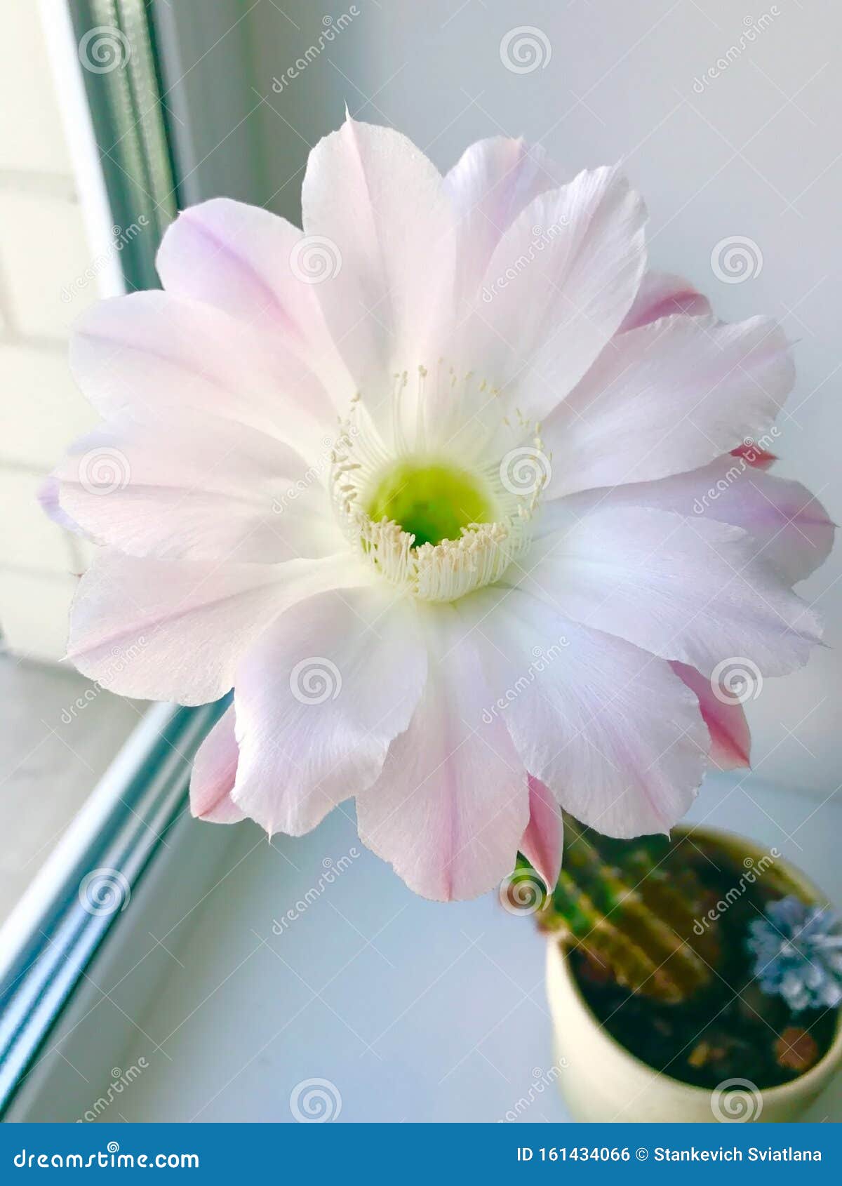 Linda Flor De Cacto Florescente, Pequena Planta Para Decoração Doméstica Flor  De Um Cacto Doméstico Trichocereus Branqueando Uma Foto de Stock - Imagem de  mini, cacto: 161434066