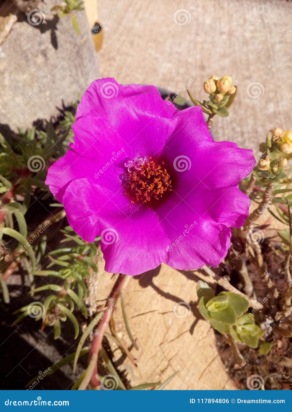 Linda Flor de jardim foto de stock. Imagem de linda - 117894806