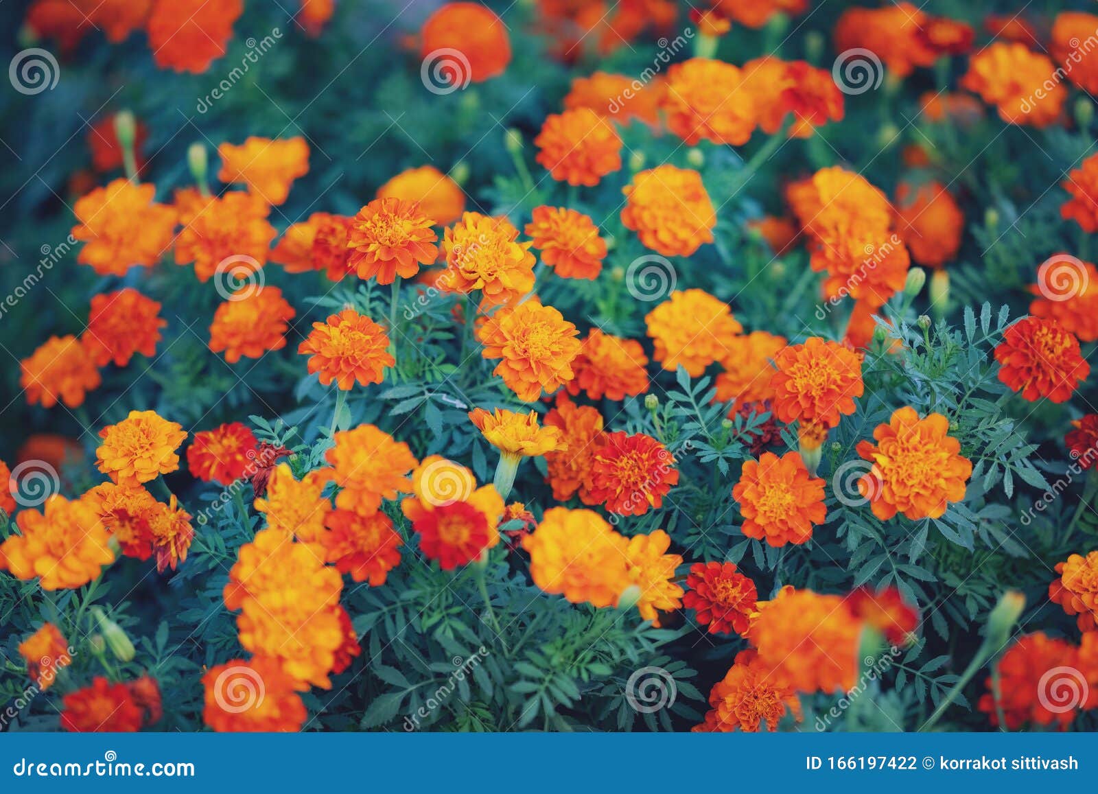 Linda Flor De Laranja De Verão Florescendo Em Fundo De Jardim Foto de Stock  - Imagem de beleza, nave: 166197422