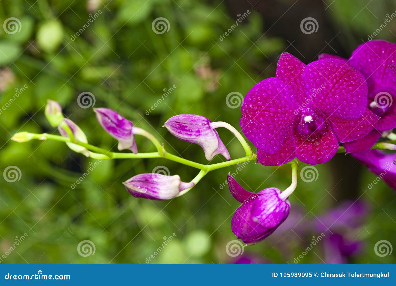 Linda Flor De Orquídea Florescendo No Jardim Imagem de Stock - Imagem de  planta, naughty: 195989095