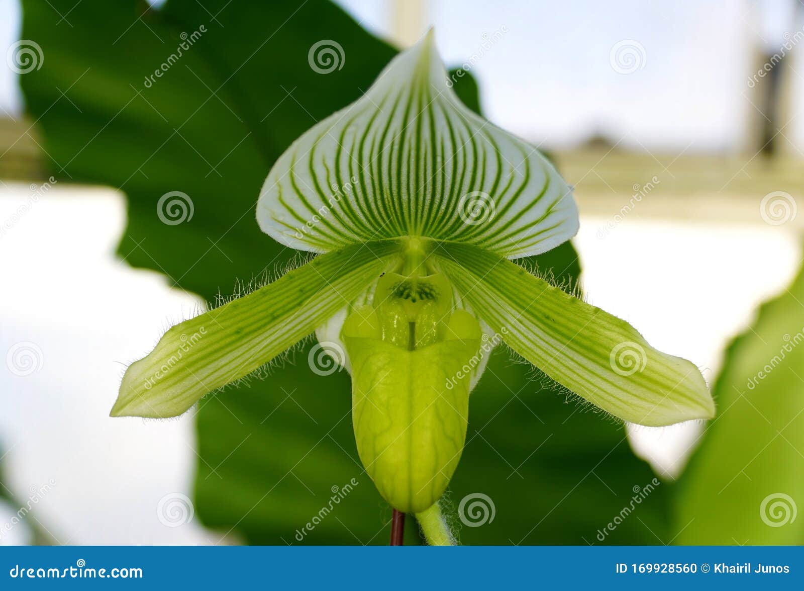 Linda Flor De Orquídea Verde-limão E Branca Paphiopedilum Foto de Stock -  Imagem de colorido, vermelho: 169928560