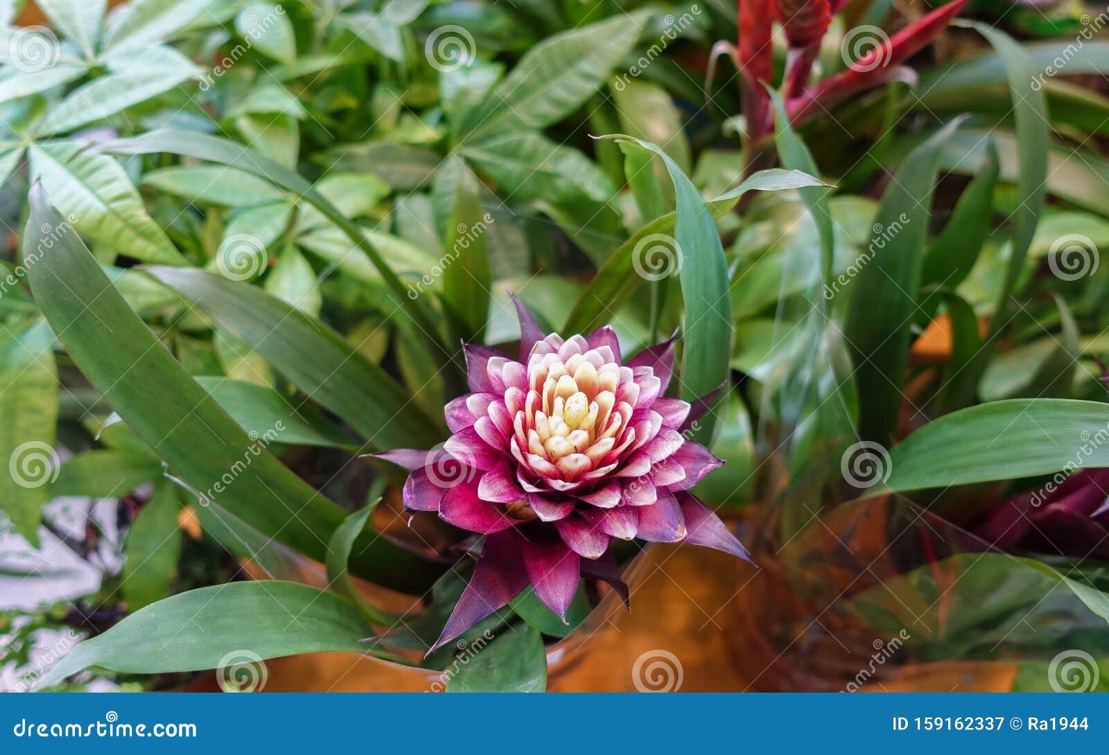 Linda Guzmania, Flores De Bromélia Esta Flor Nativa Da Flórida, Sul Do  México, América Central E Norte E Oeste Imagem de Stock - Imagem de  brilhante, usina: 159162337