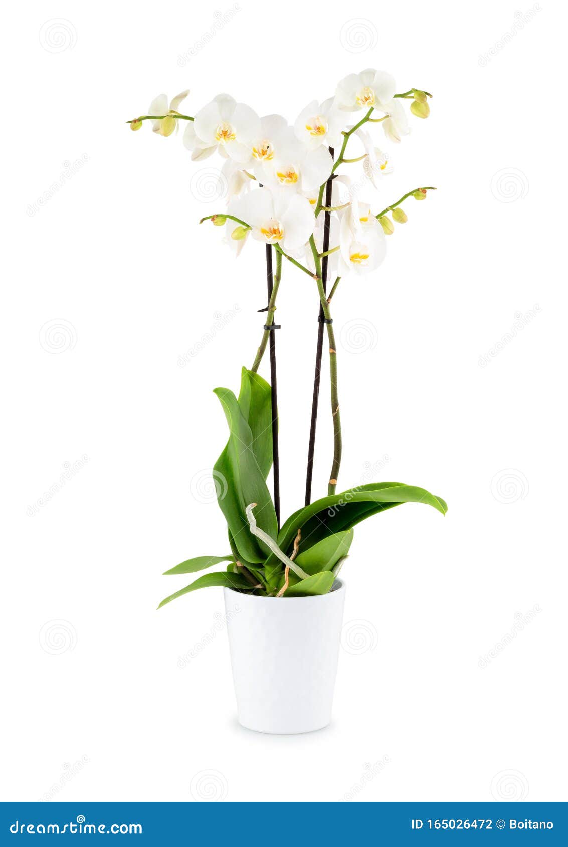 Linda Orquídea Branca Em Uma Panela Isolada Em Fundo Branco Com Sombra Foto  de Stock - Imagem de nave, bonito: 165026472