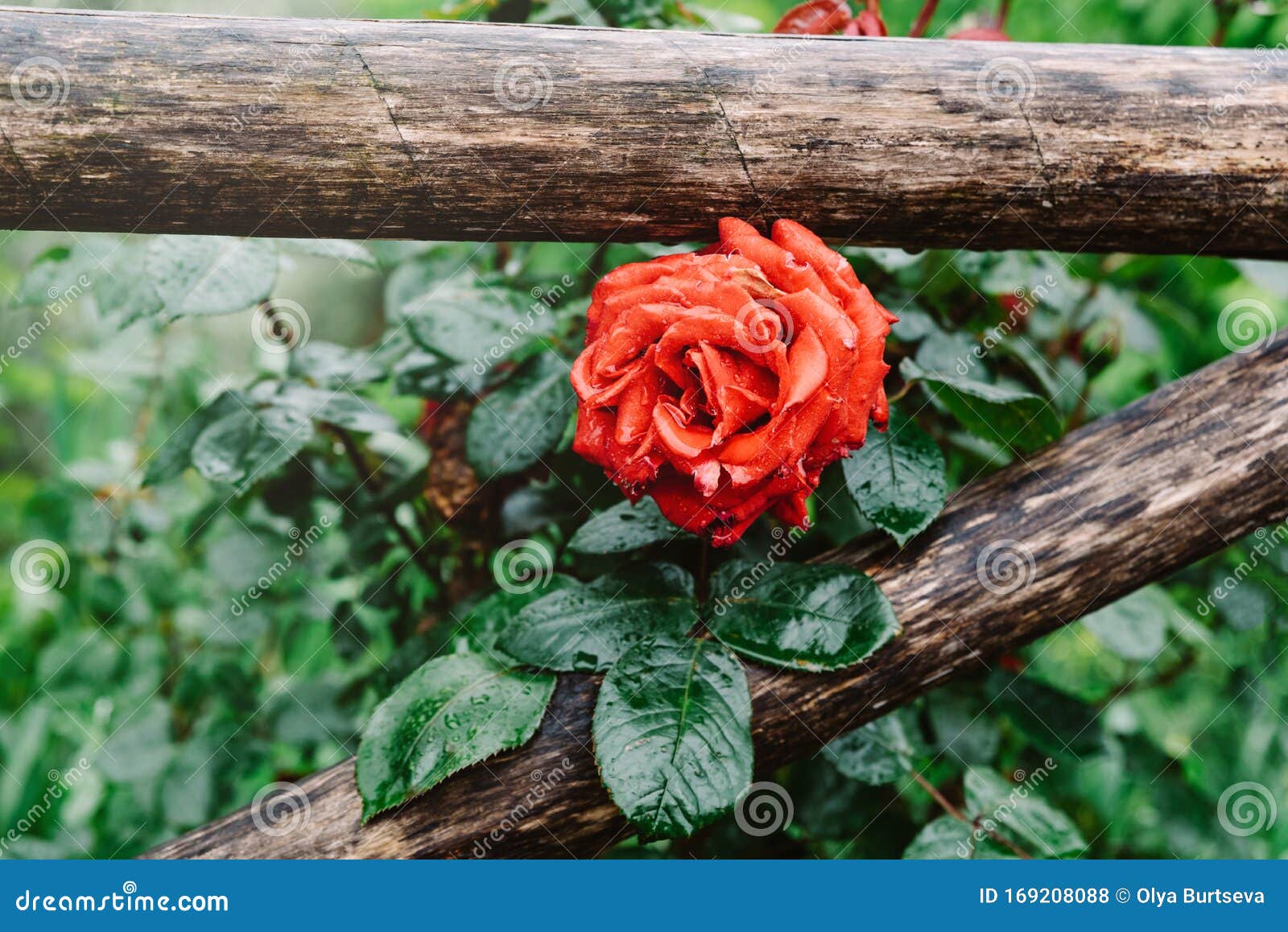 Linda Rosa Vermelha No Jardim Rosas Vermelhas Para Amantes, Rosas Naturais  No Jardim, Fundo Natural Foto de Stock - Imagem de jardim, suculento:  169208088