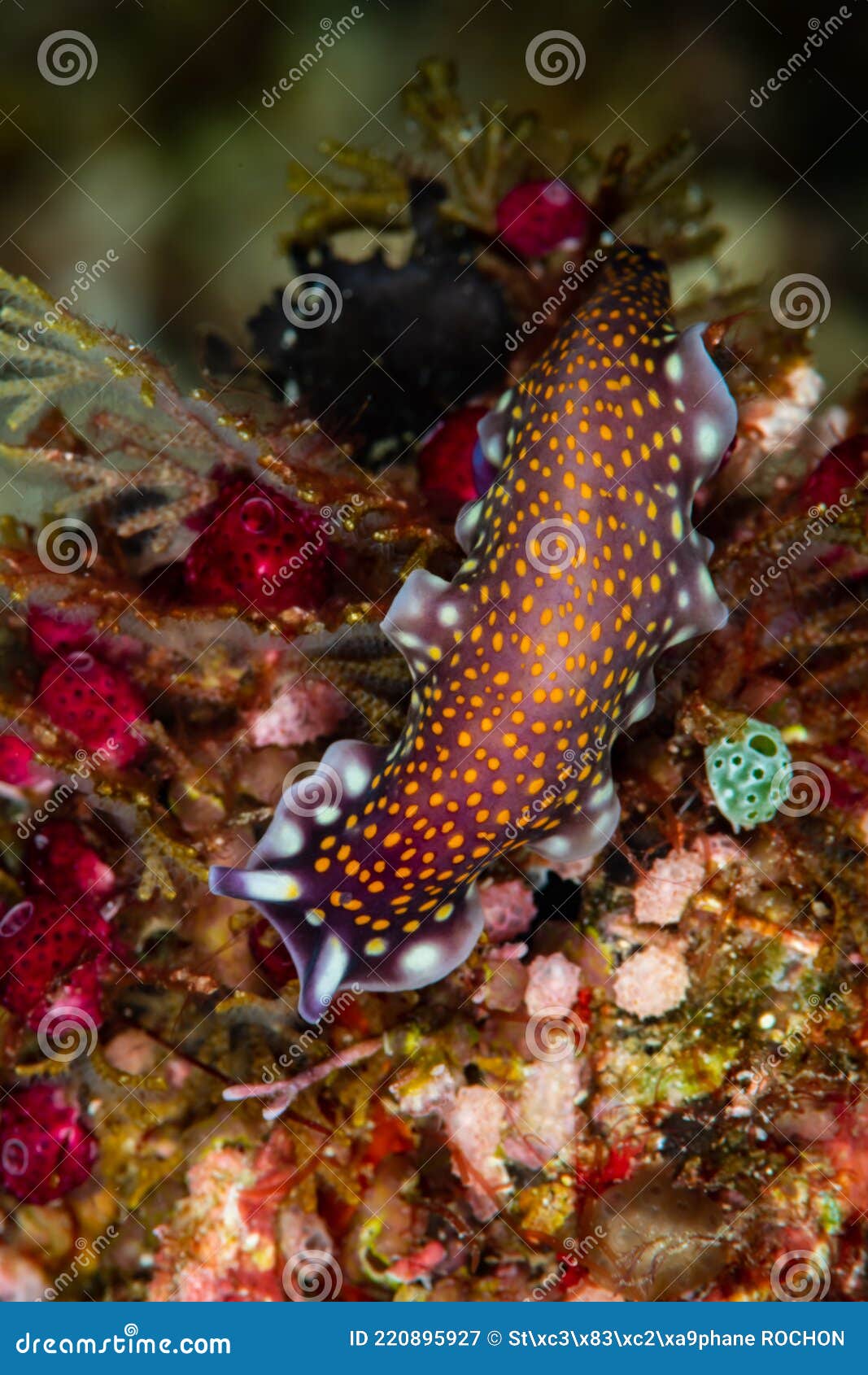 linda's flatworm on a reef