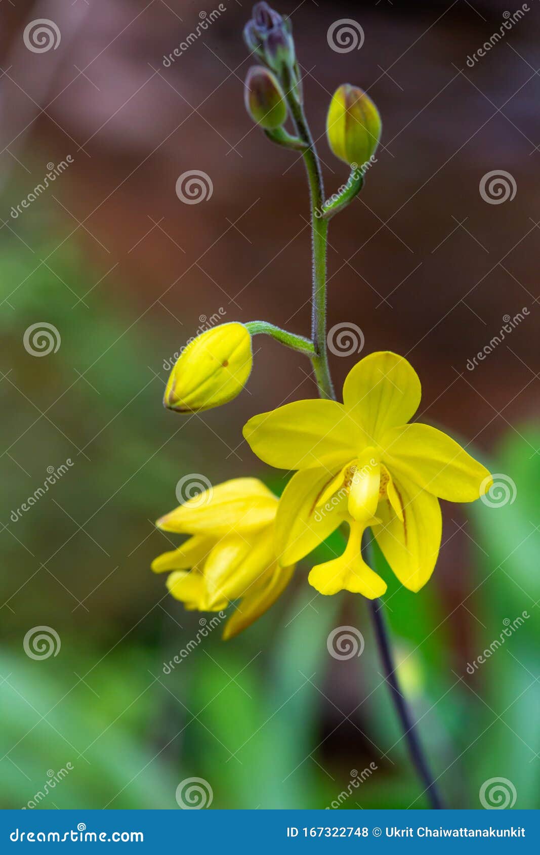 Lindas Flores Amarelas De Orquídea Spathoglottis Affinis De Vriese Orquídea  Natural Foto de Stock - Imagem de flores, florescer: 167322748