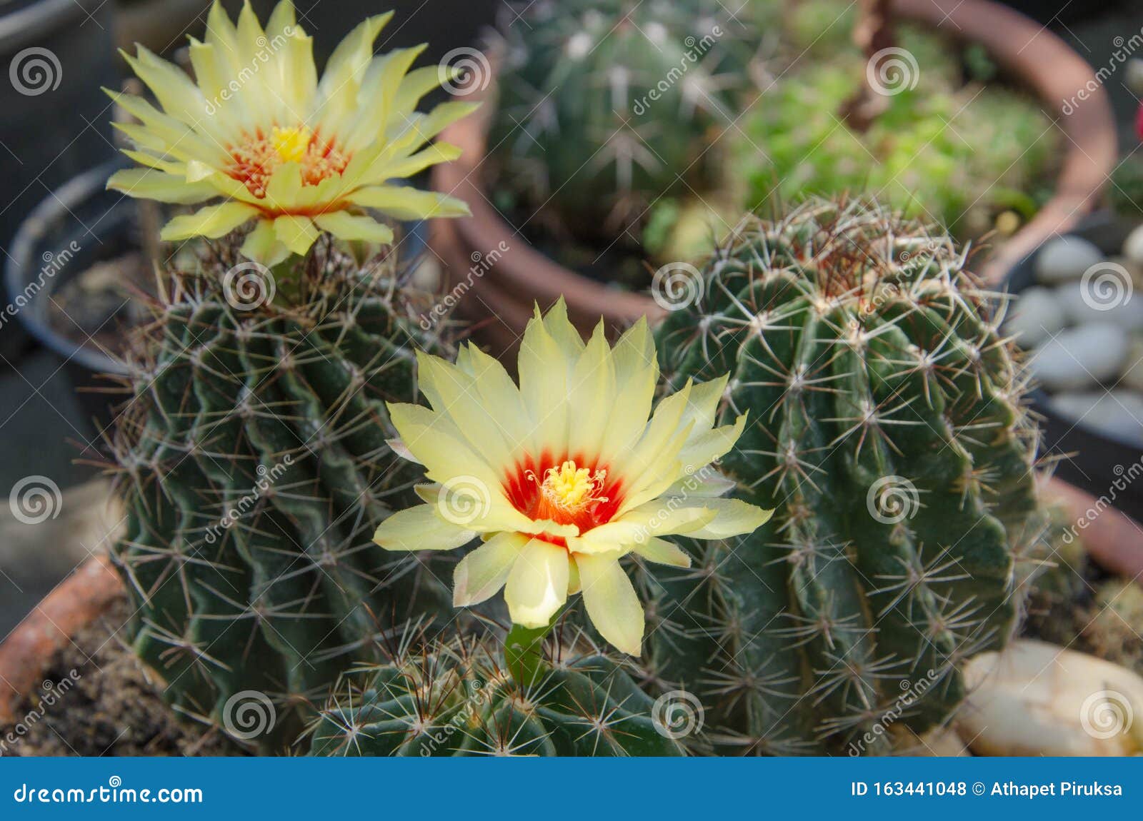 Lindas Flores Amarelas Do Cacto Foto de Stock - Imagem de floral, flora:  163441048