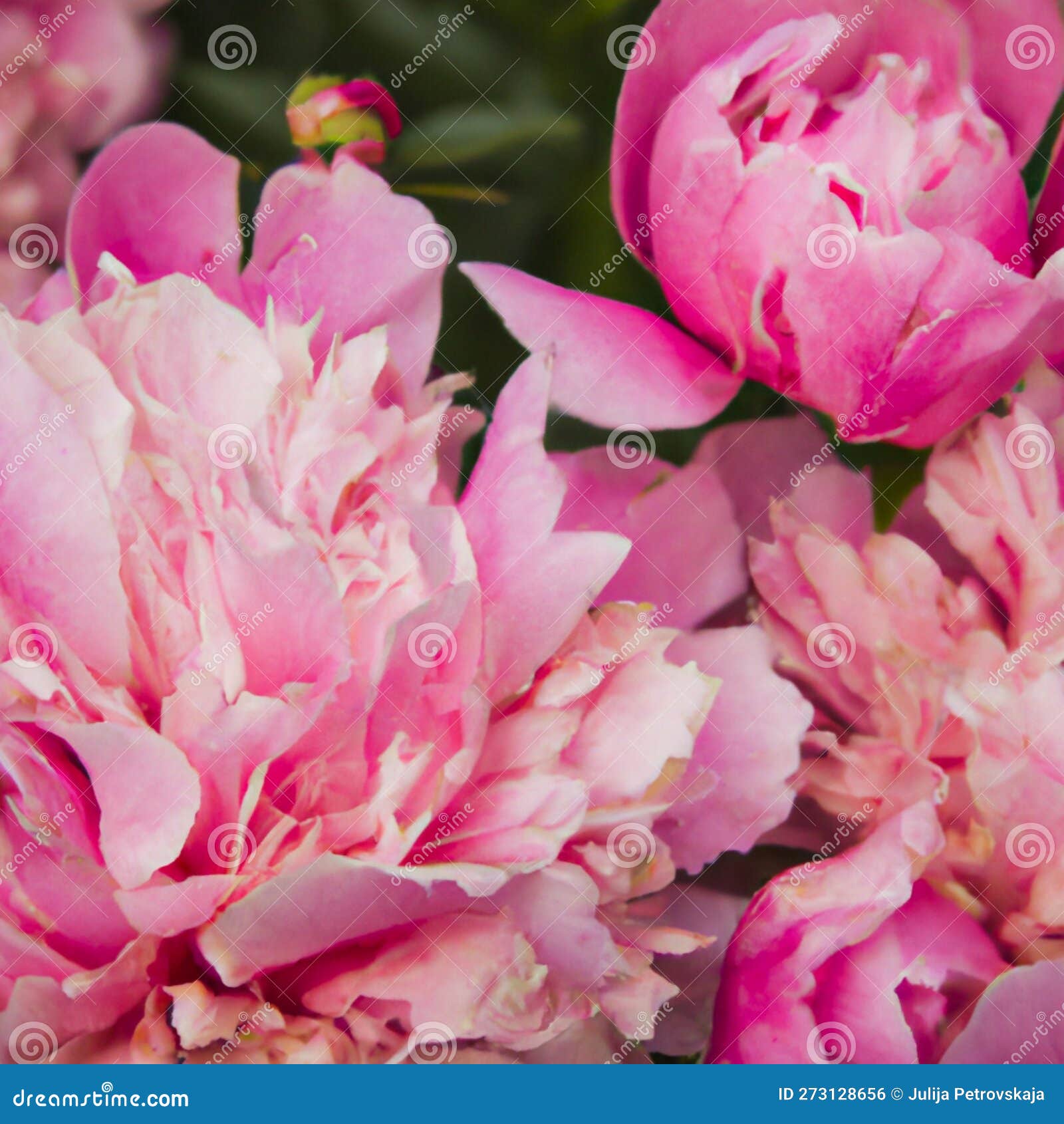 Lindas Flores Cor-de-rosa Se Fecham. a Peônia é Um Gênero De Herbáceas  Perenes E Arbustos Caducos Como Peões Ilustração Stock - Ilustração de  roxo, presente: 273128656