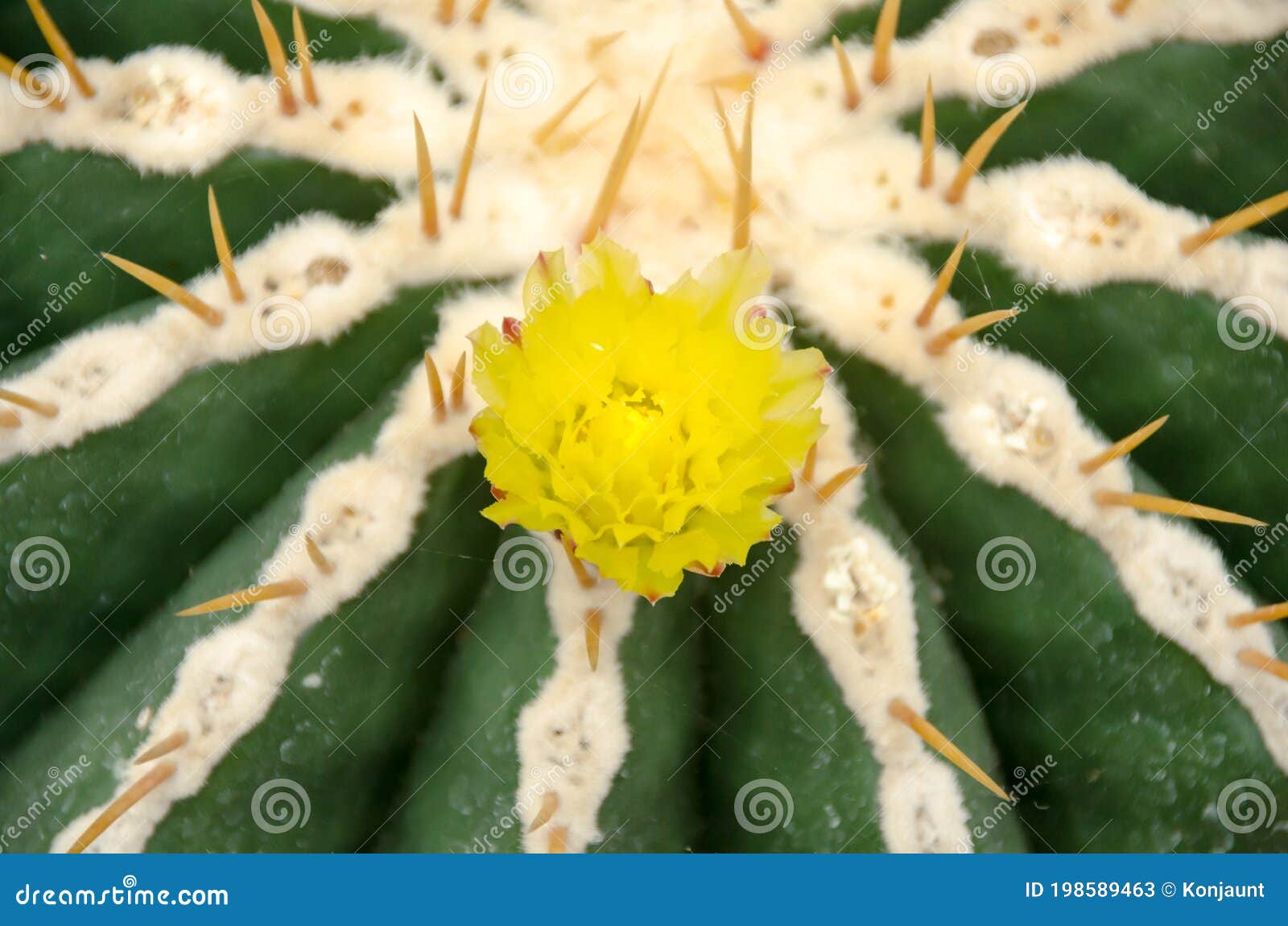 Lindas Flores De Cacto Amarelo Deserto Florescente Imagem de Stock - Imagem  de nave, fundo: 198589463