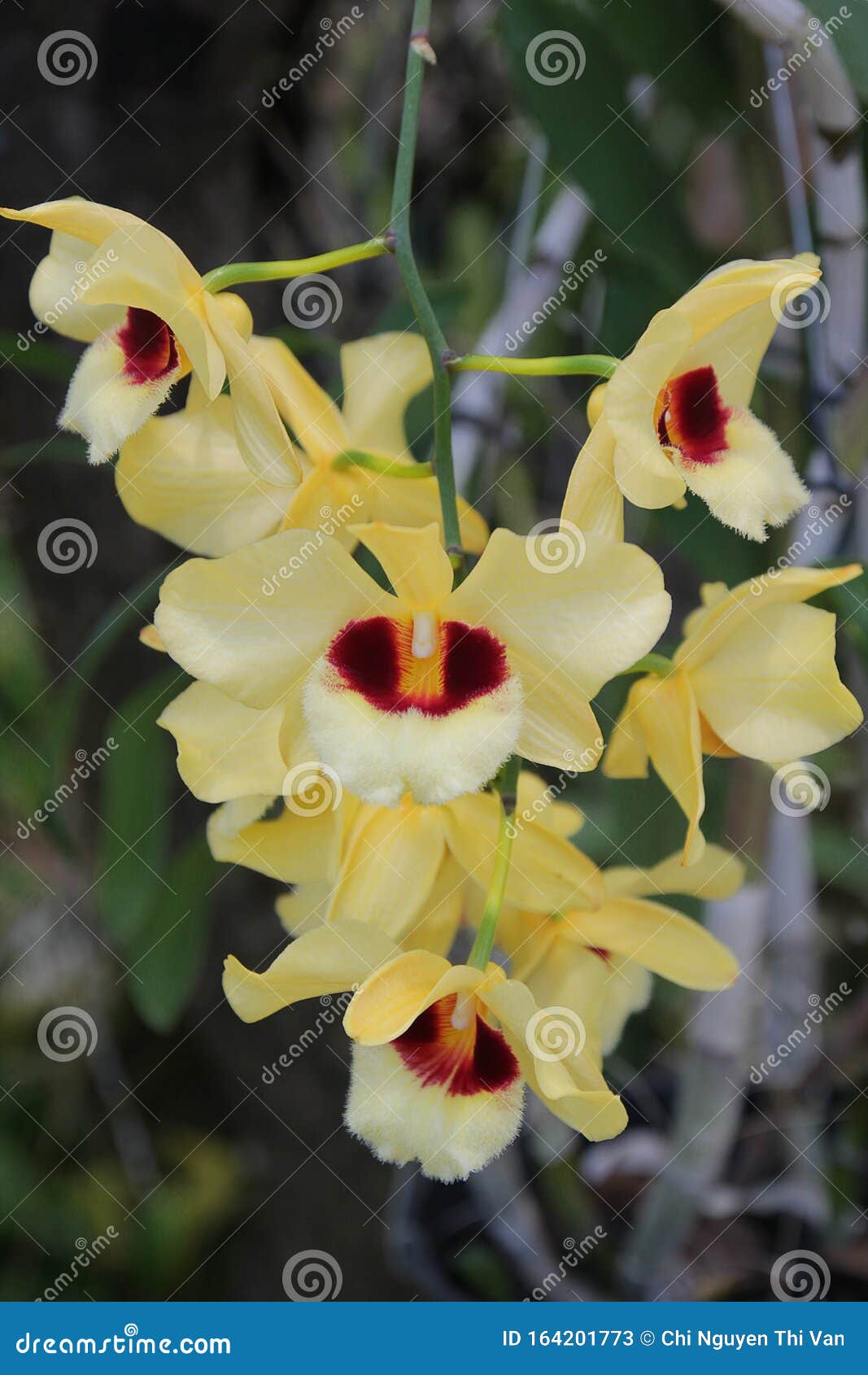 Lindas Orquídeas Dendrobium Ochreatum Com Cor 