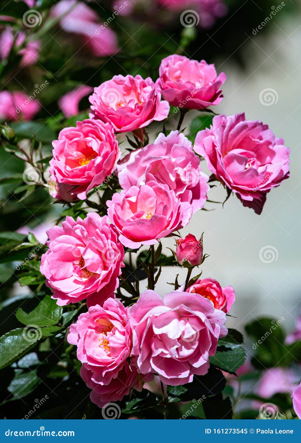 Lindas Rosas Rosa Sangrando No Sol Num Jardim De Folhas Verdes Imagem de  Stock - Imagem de feriado, botânica: 161273545