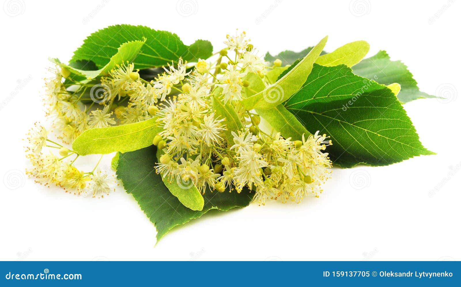 Linden blossom with leaves stock image. Image of leaves - 159137705