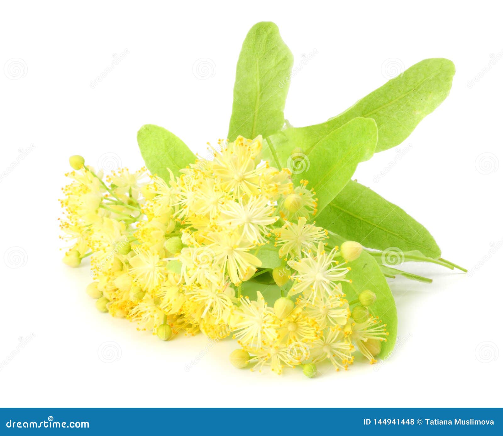 Linden Flowers Isolated on a White Background Stock Photo - Image of ...