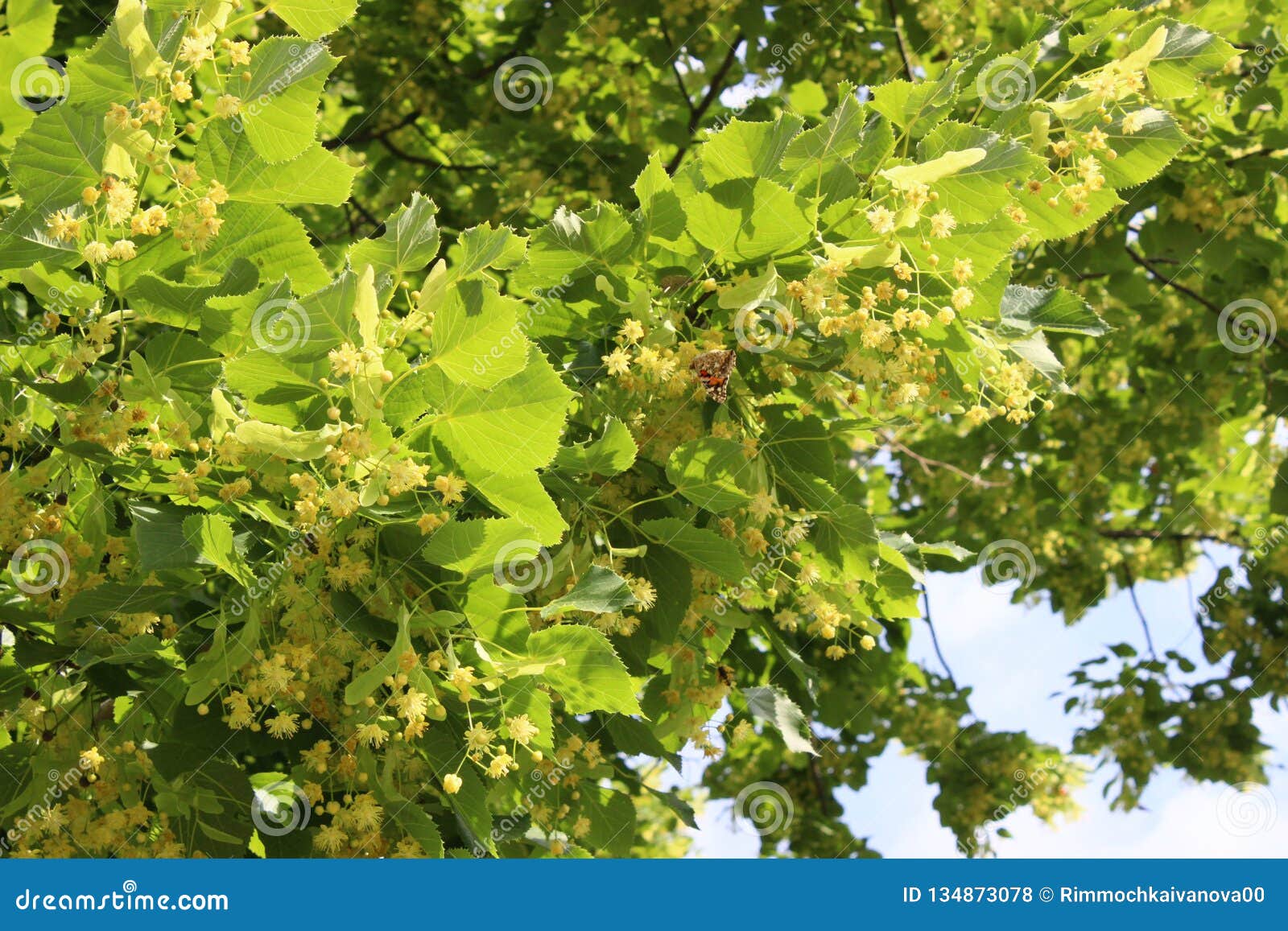 Linden Flowers in June Closeup Stock Photo - Image of beautiful ...