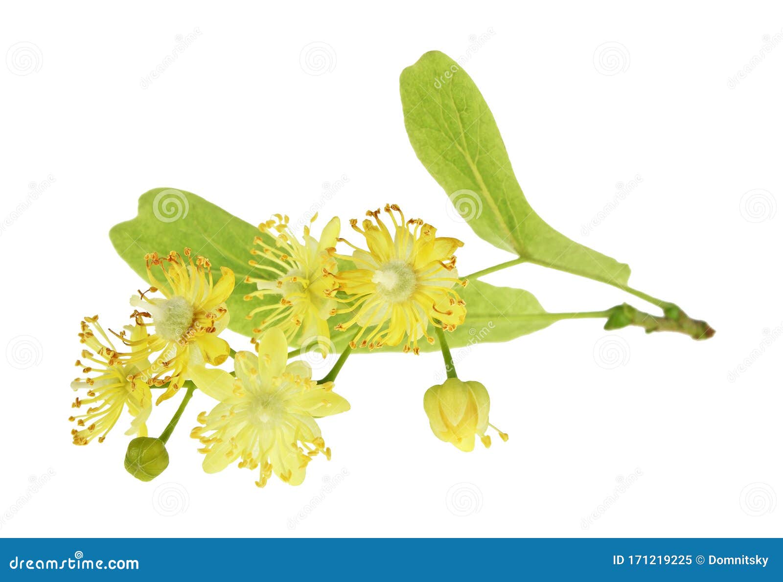 Linden Flowers on White Background Stock Image - Image of closeup ...