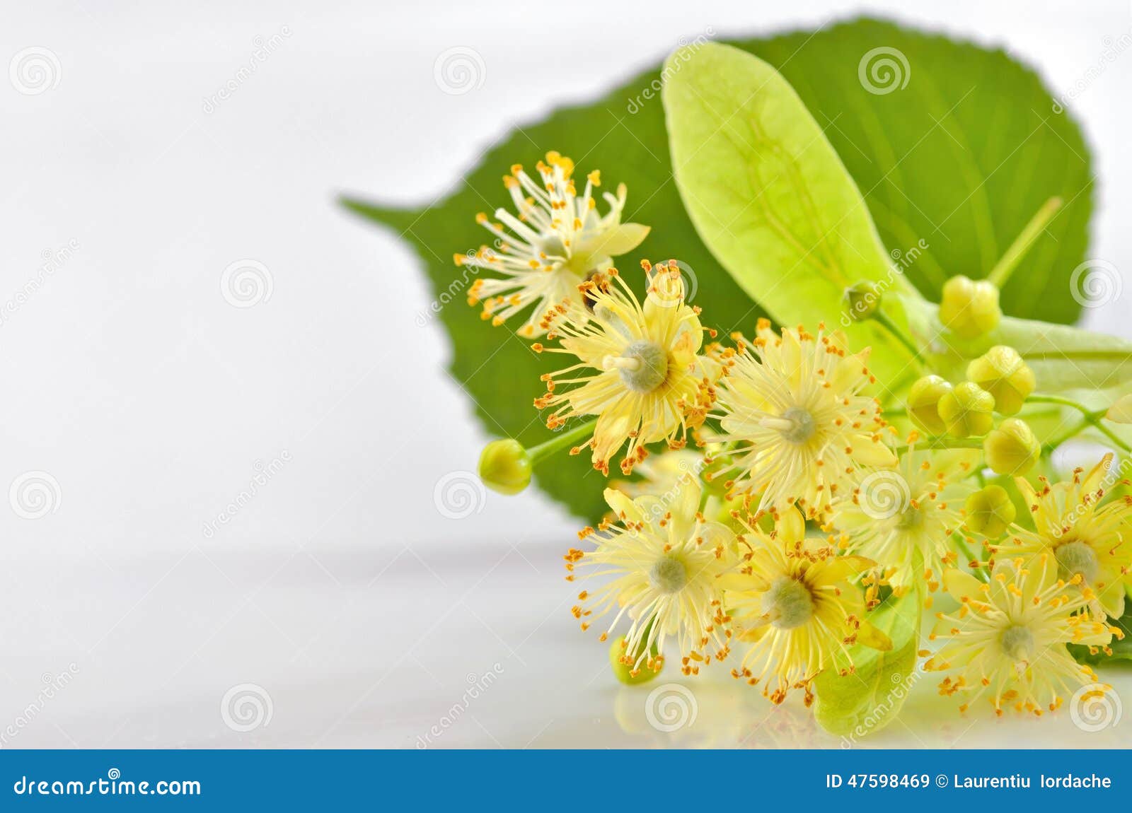 Linden flowers stock image. Image of label, medicinal 47598469