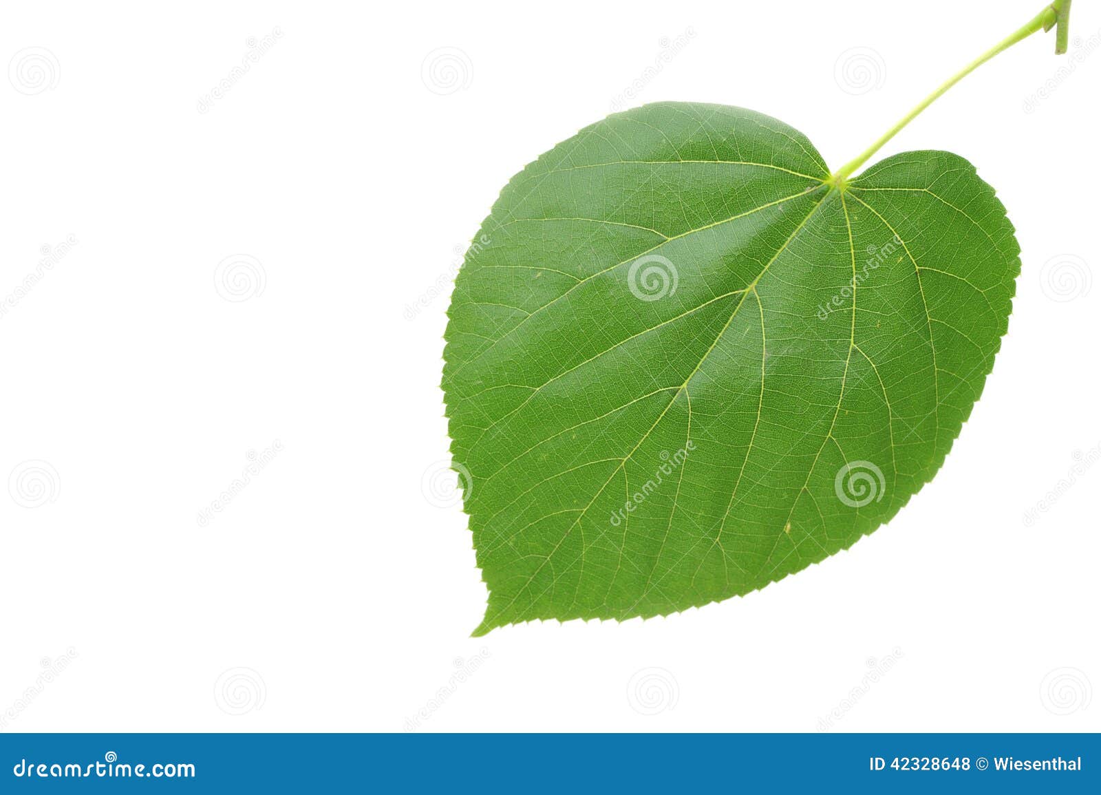 Linden leaf stock photo. Image of linden, royalty, design 42328648