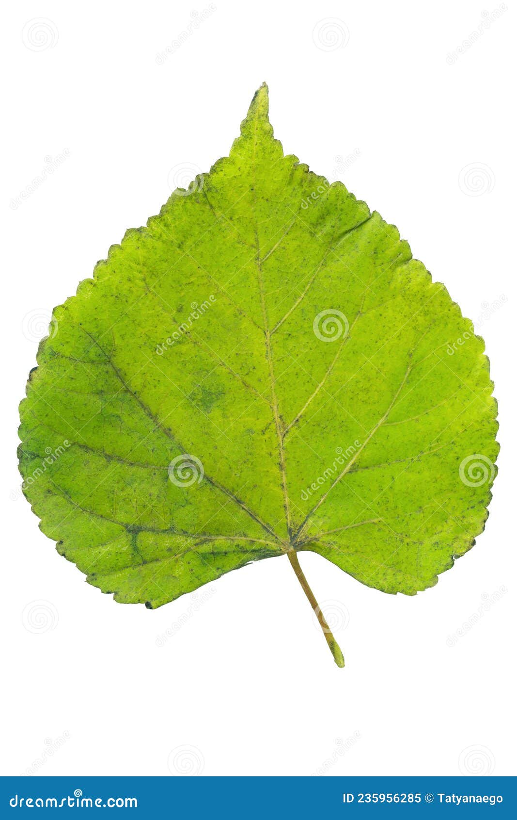 Linden leaf isolated stock image. Image of herbarium 235956285