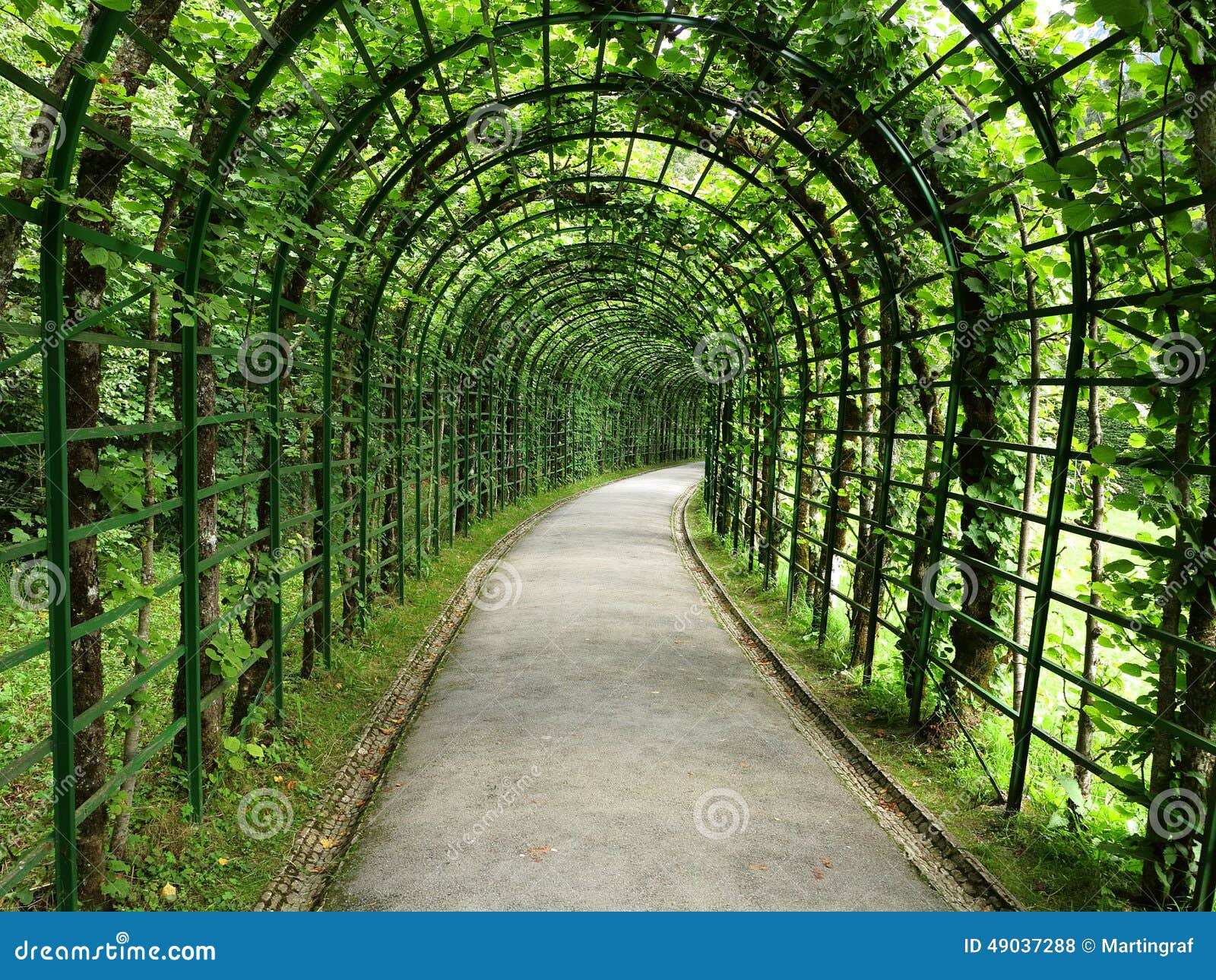 linden pergola shaded walkway