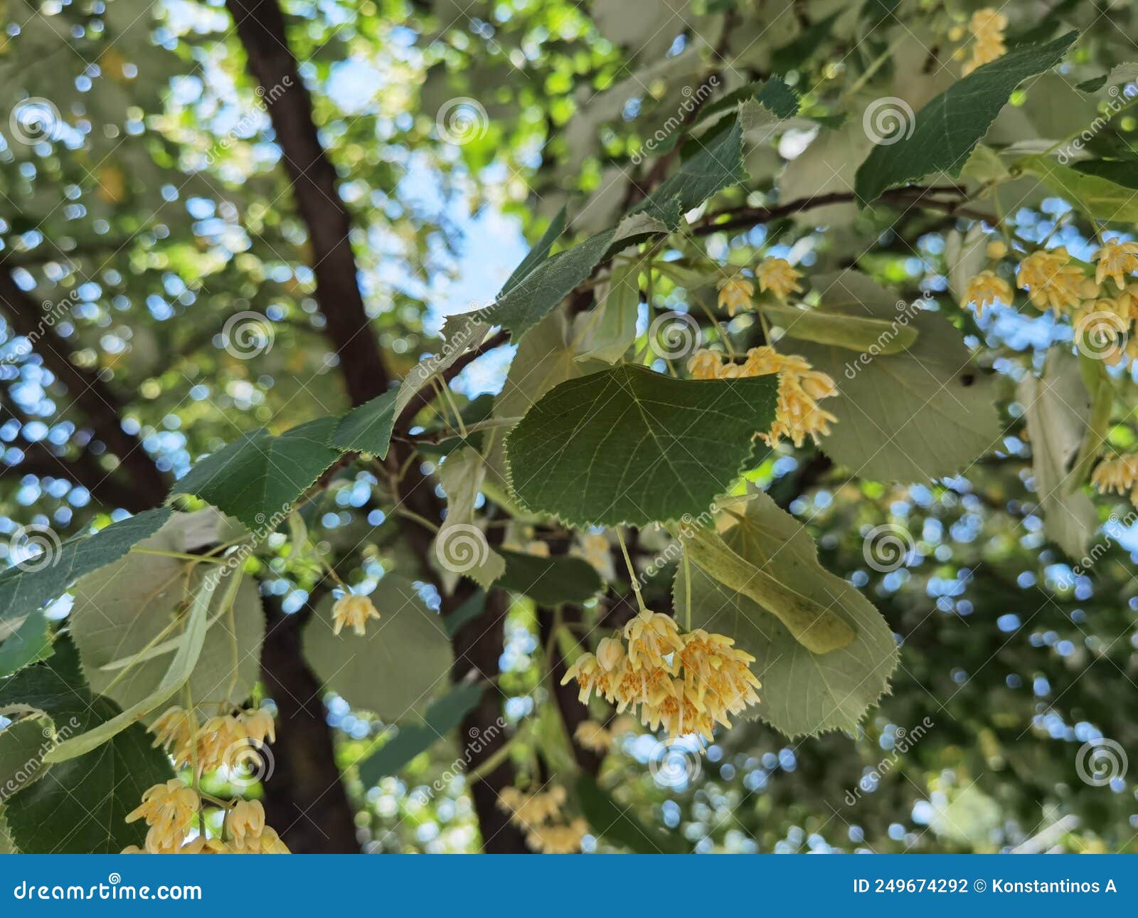 linden tilia europea trees flowers suitable for tea