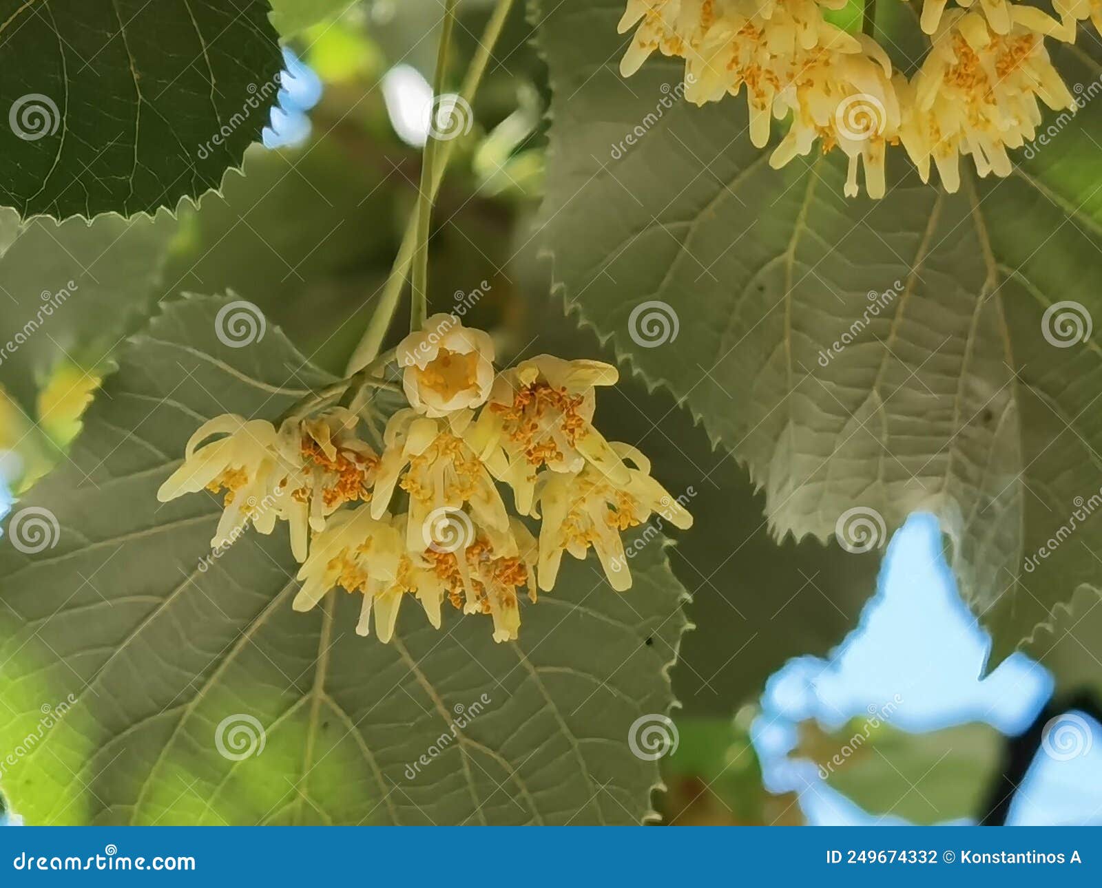 linden tilia europea trees flowers suitable for tea