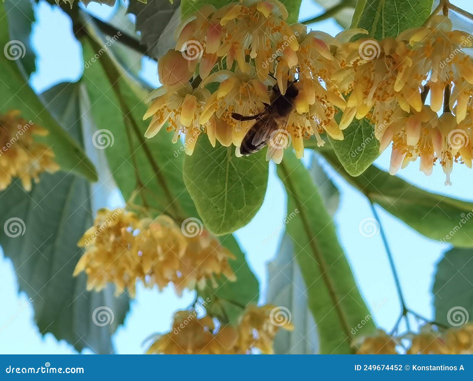 linden tilia europea trees flowers suitable for tea