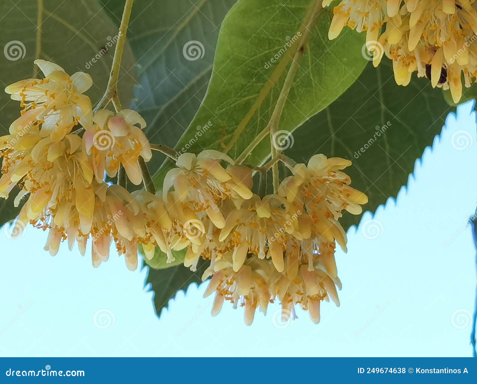 linden tilia europea trees flowers suitable for tea