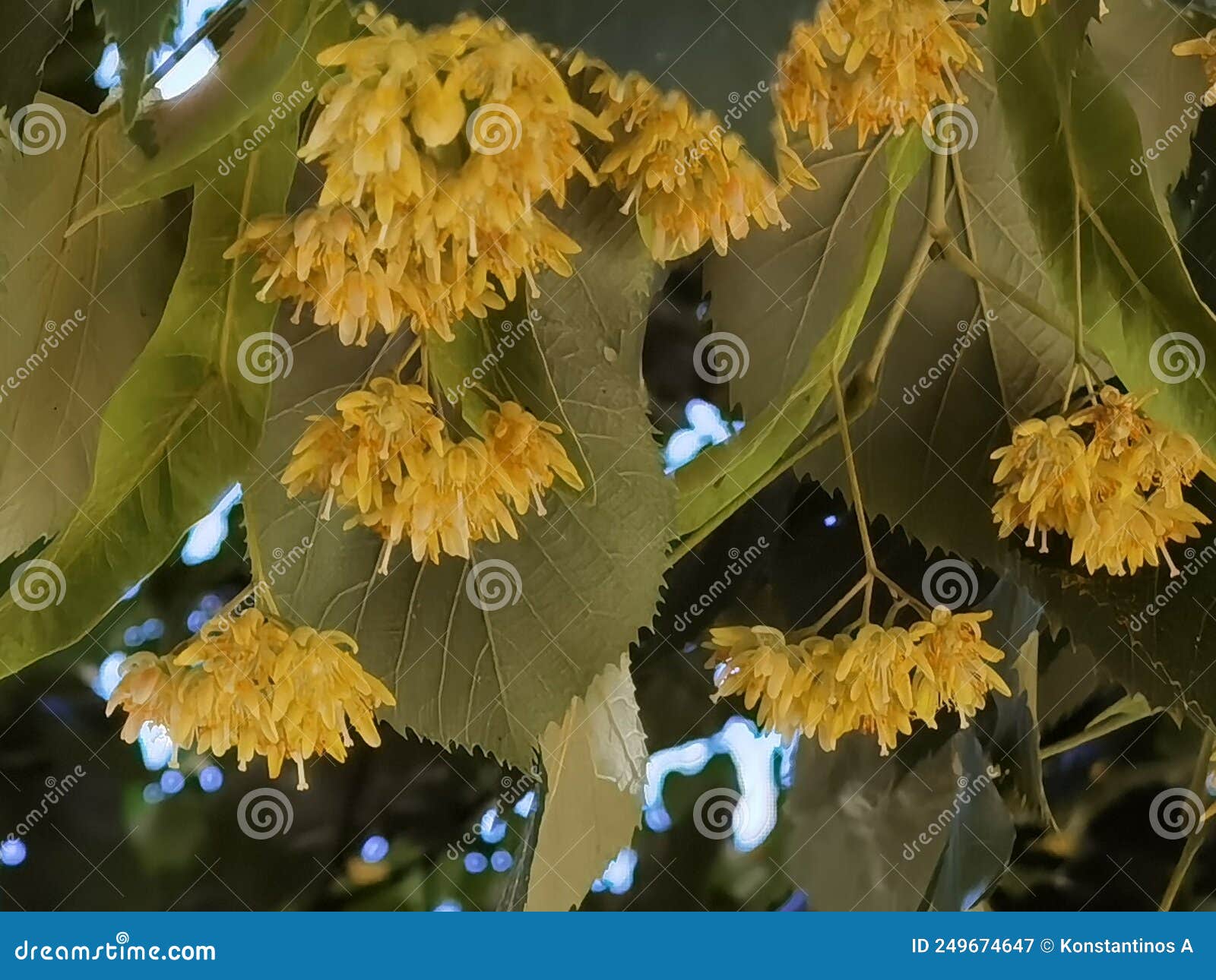 linden tilia europea trees flowers suitable for tea