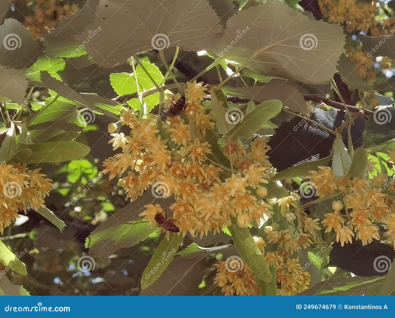 linden tilia europea trees flowers suitable for tea
