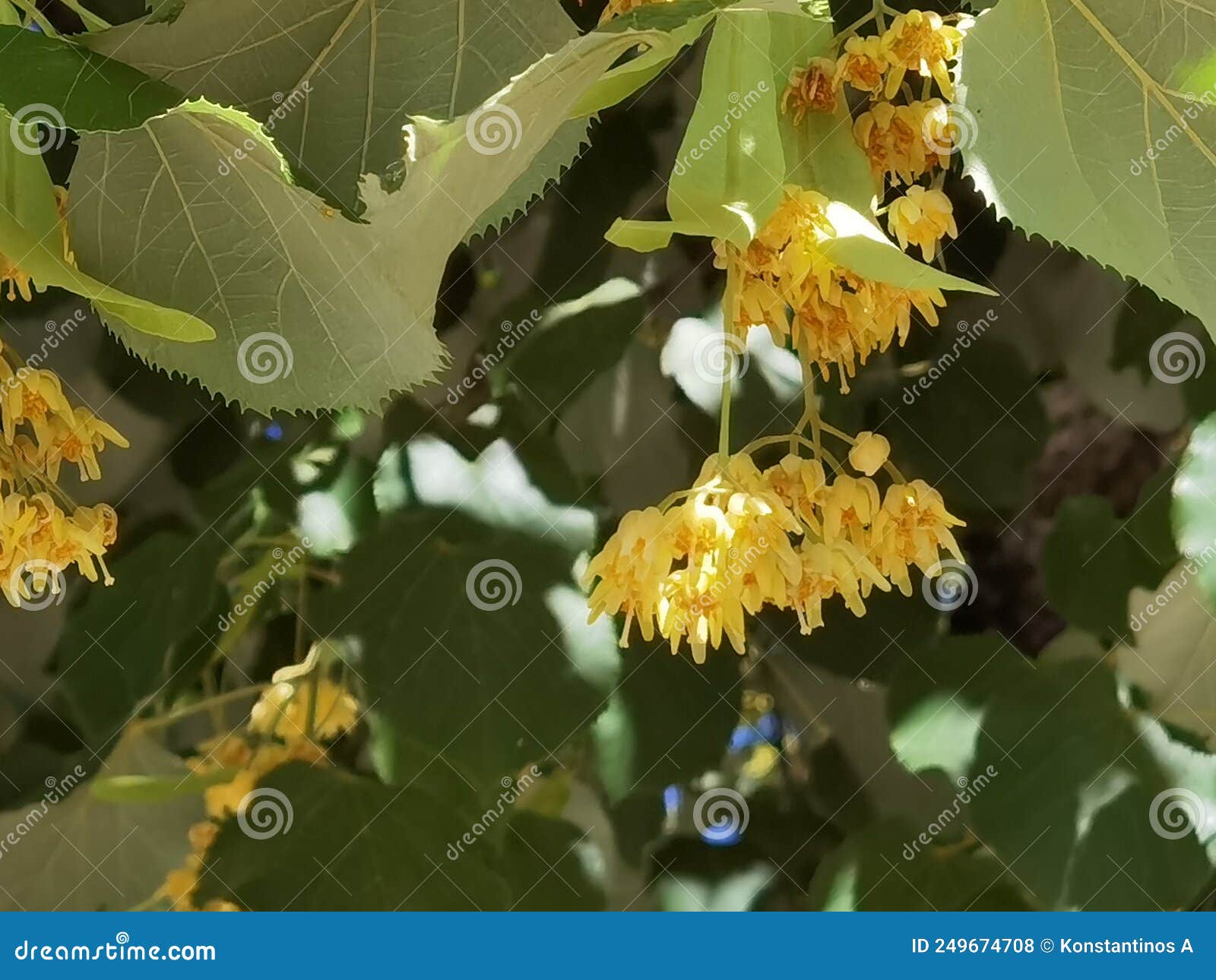 linden tilia europea trees flowers suitable for tea