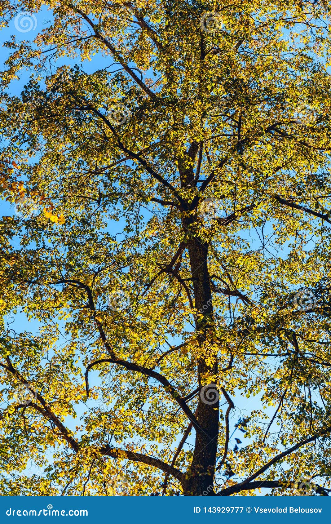 Linden Tree with Autumn Foliage Stock Image Image of foliage, leaf