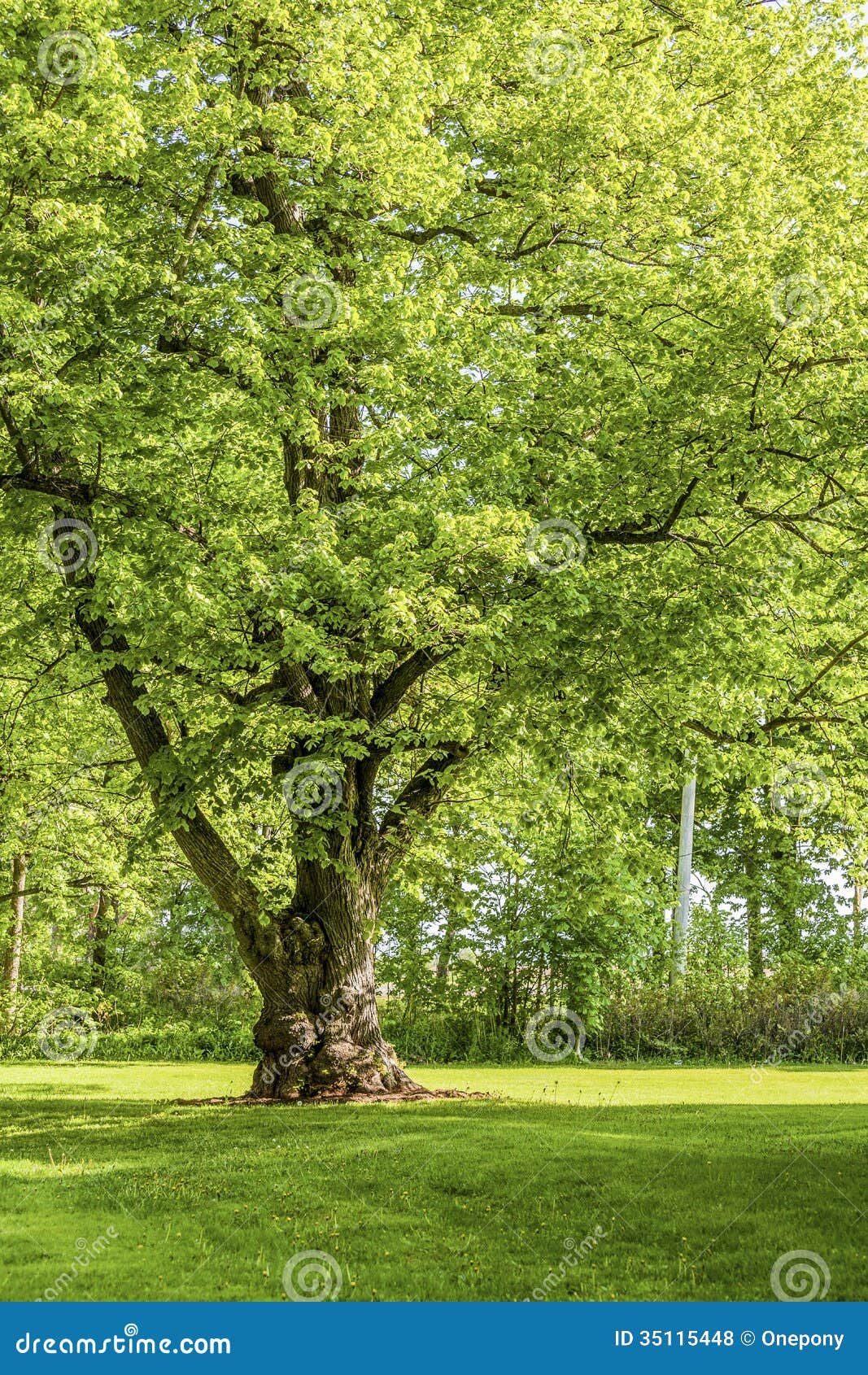 Linden Tree Royalty Free Stock Photos Image 35115448