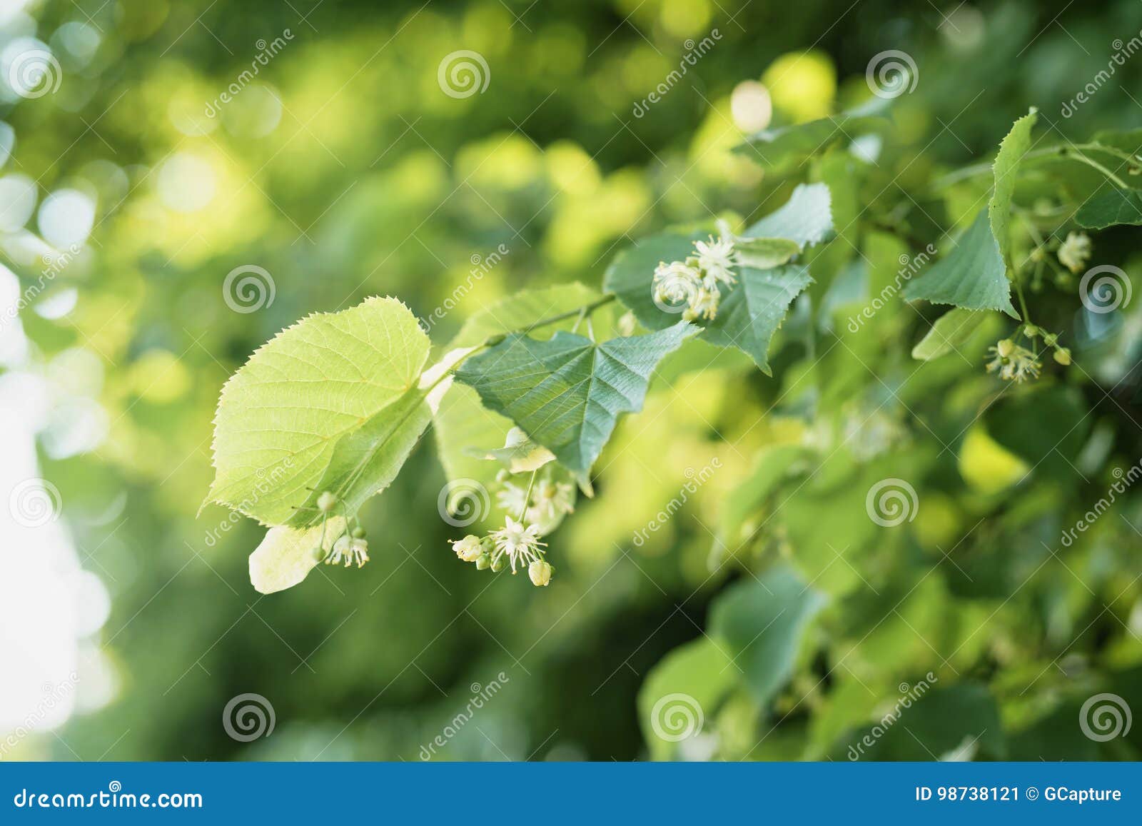 Linden Tree Blossom in Sunny Summer Evening Stock Image Image of