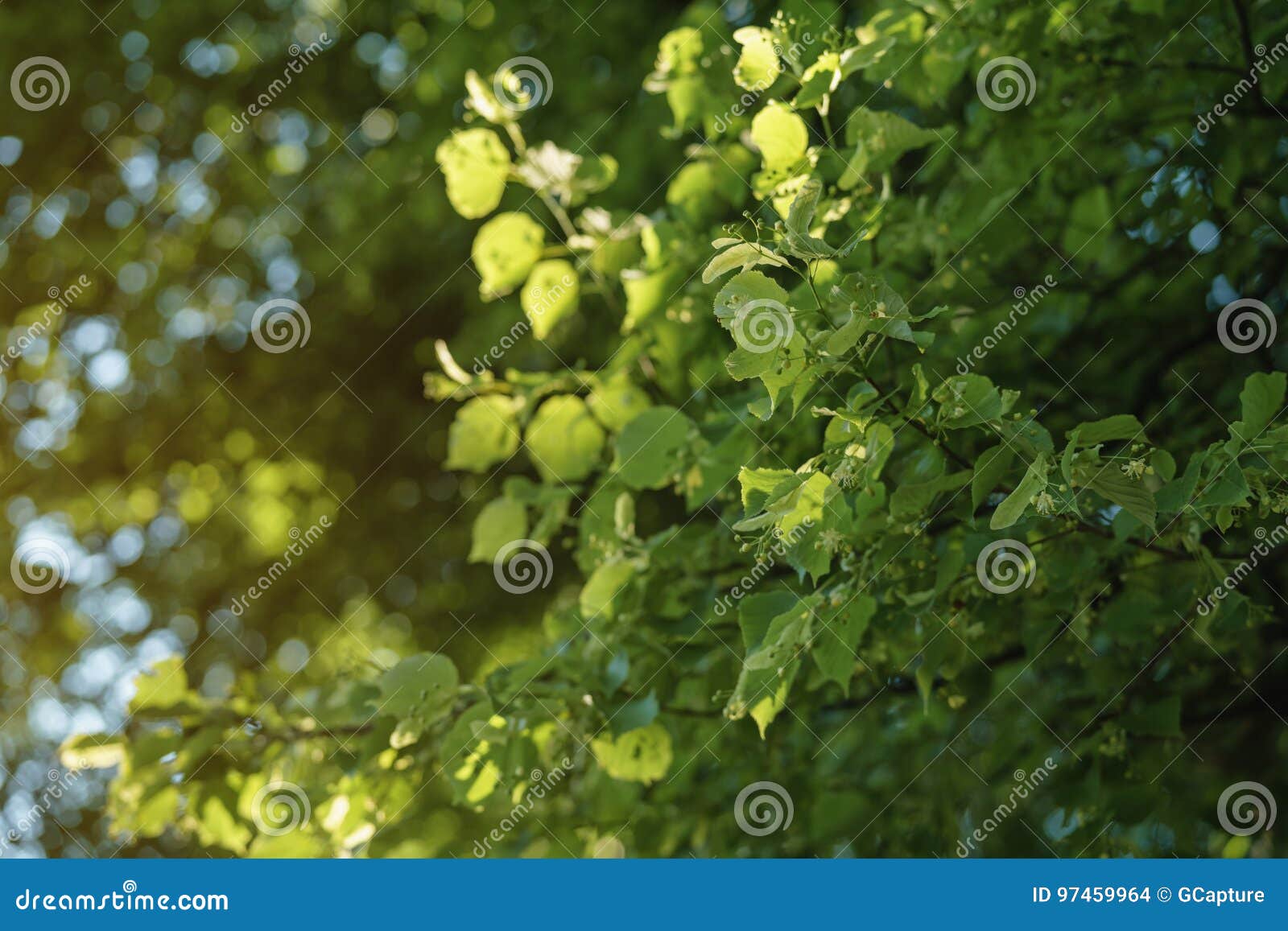 Linden Tree Blossom in Sunny Summer Evening Stock Photo Image of