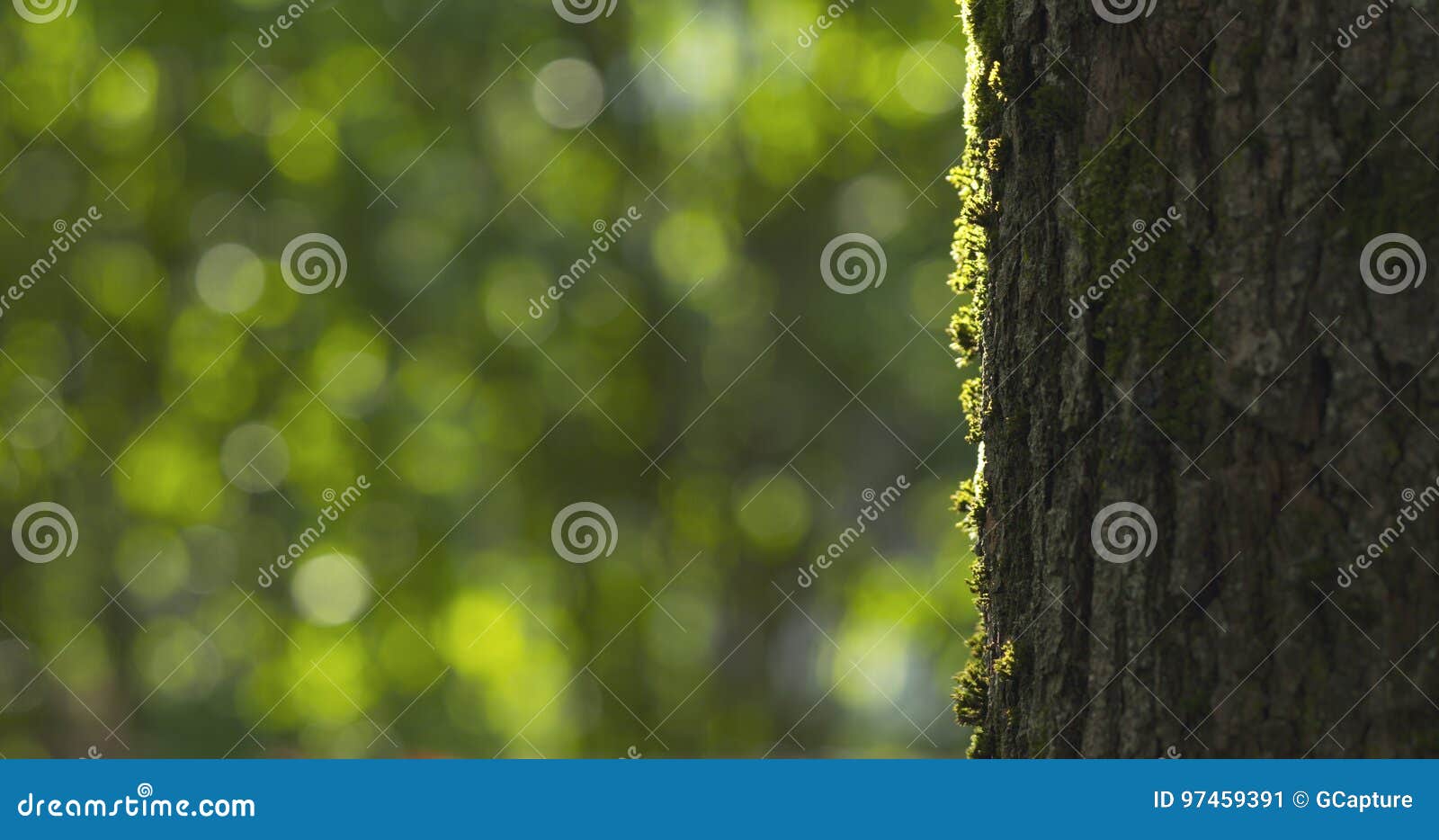 Linden Tree with Blurred Background Stock Image Image of background