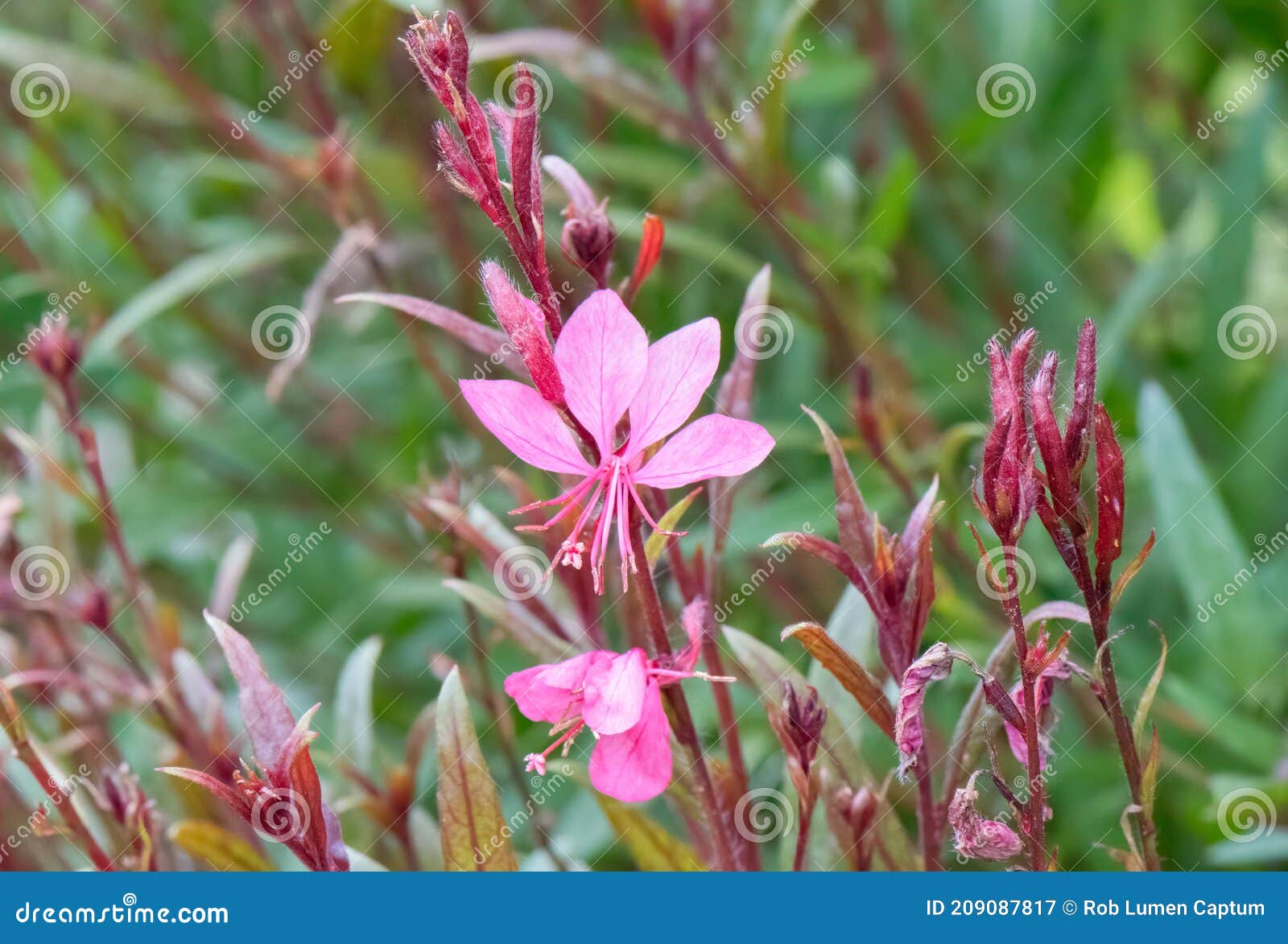 lindheimerâs bee-blossom gaura lindheimeri pink flowers