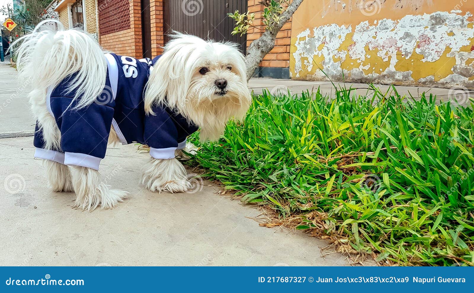 Sí misma instalaciones Centro de niños Lindo Cachorro De Perro Maltés En Hermosa Ropa De Mascota En La Calle.  Imagen de archivo - Imagen de maltés, pata: 217687327