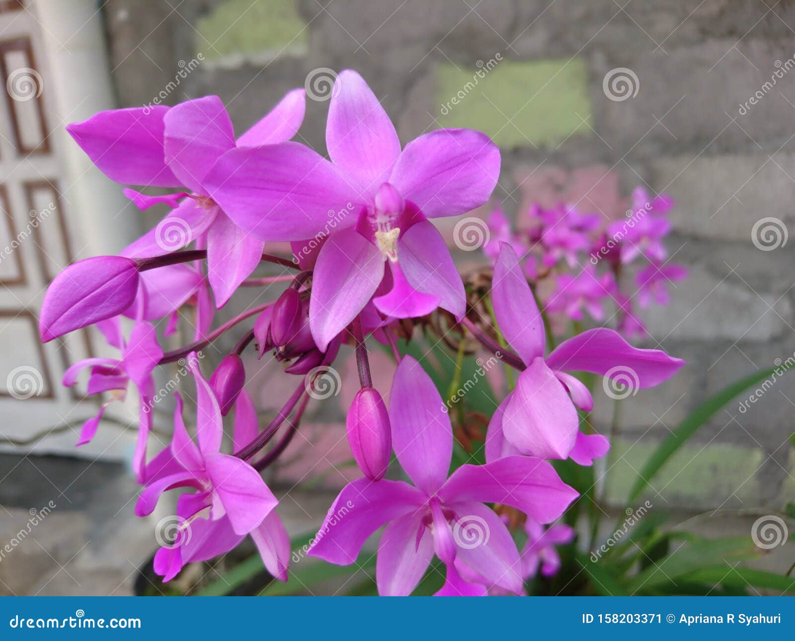 Lindo Orquídea Roxa Ou Spathoglottis Plicata Também Conhecida Como Orquídea  Terrestre Das Filipinas Imagem de Stock - Imagem de planta, filipinas:  158203371