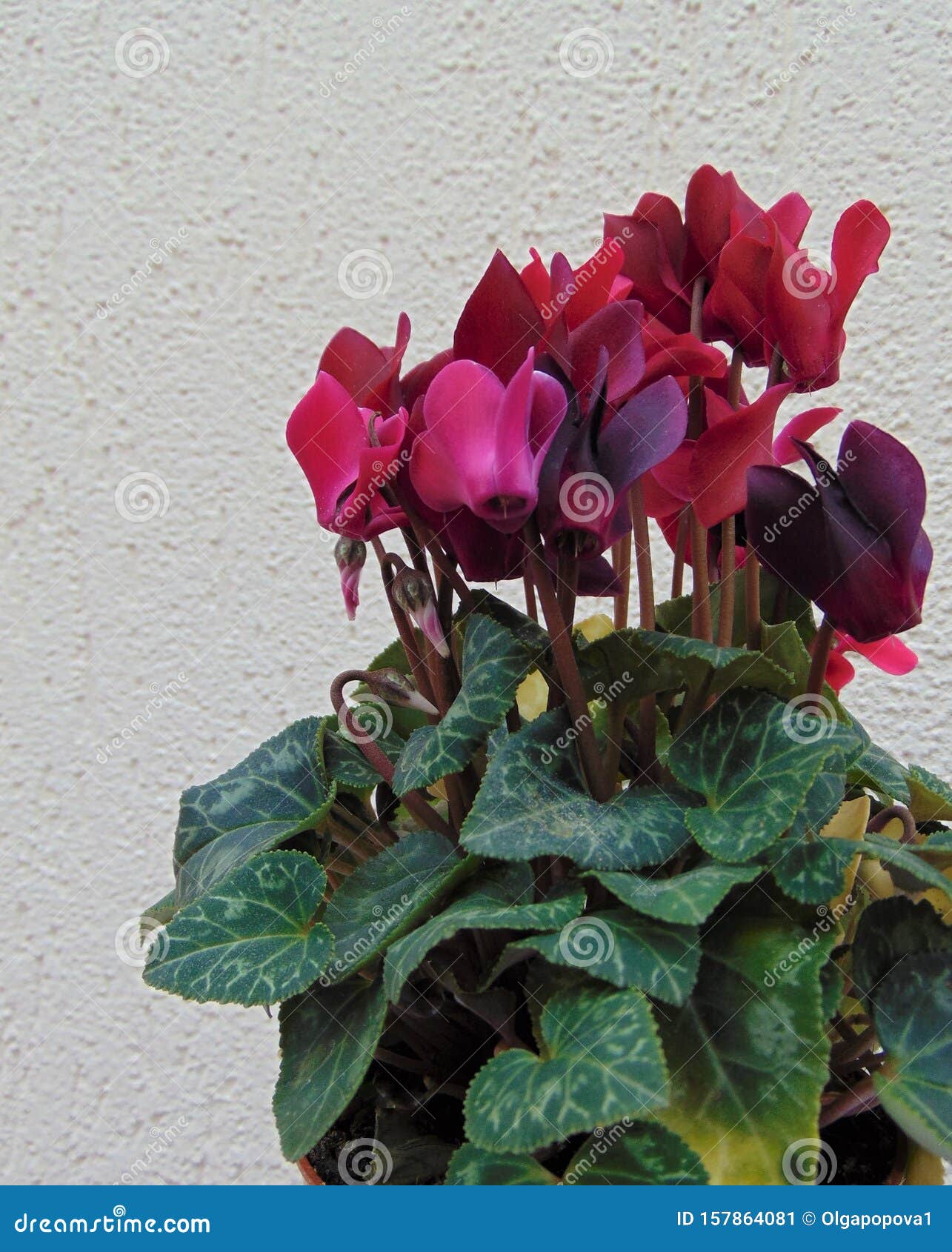 Lindo Rubi Vermelho, Flores Cor-de-rosa-escuro, Ao Ar Livre, Fechar Imagem  de Stock - Imagem de ciclame, beleza: 157864081