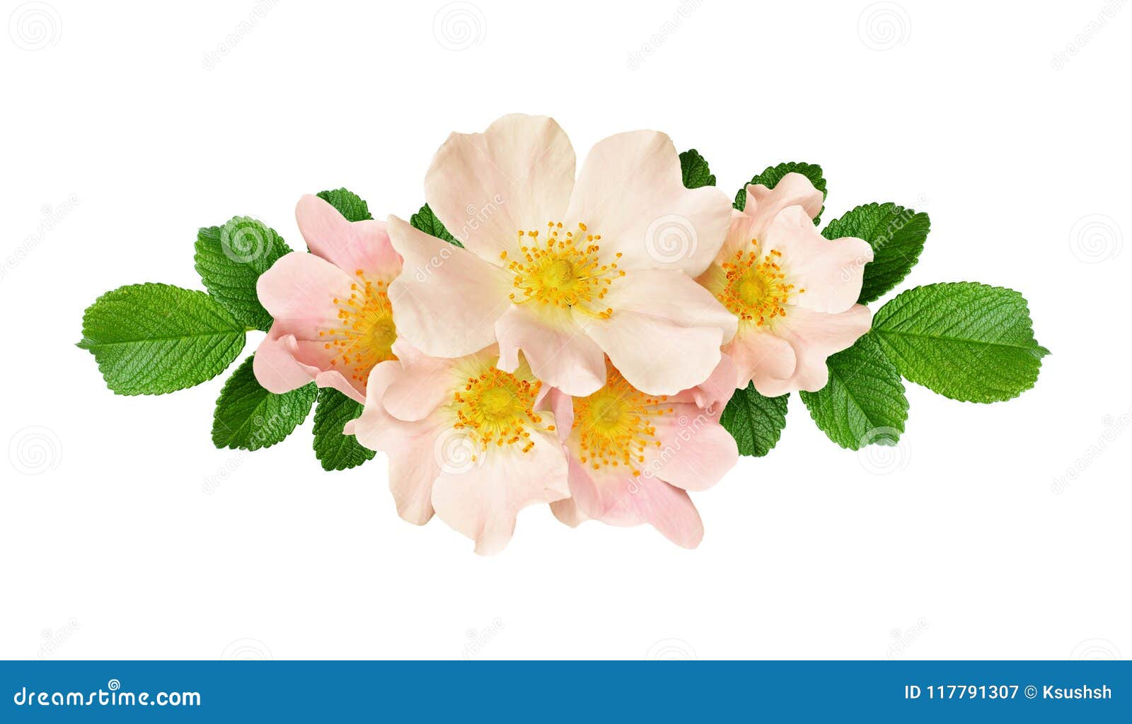 Line Arrangement with Wild Rose Flowers and Leaves Stock Image - Image ...