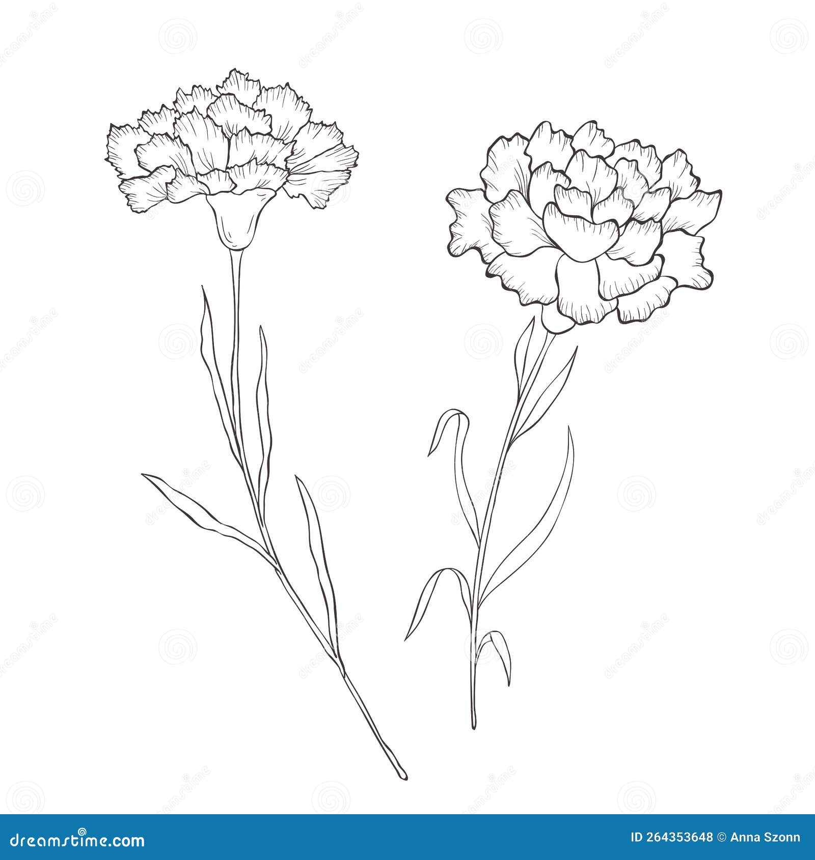 Line Art Carnation. Birth Month Flower Stock Illustration ...