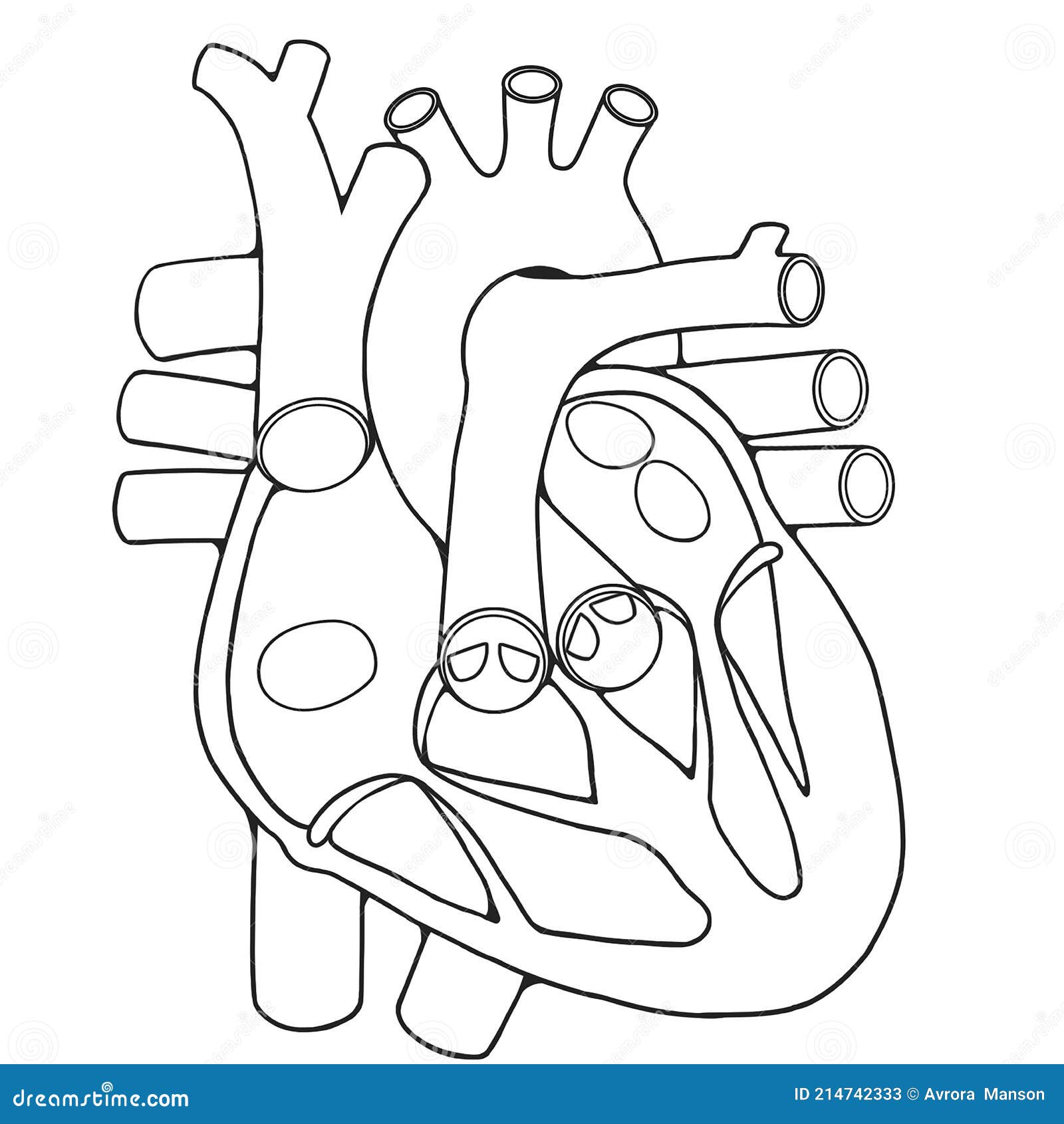 Line Art Corazón Cuerpo Humano Educación Stock de ilustración - Ilustración  de pulmonar, vena: 214742333