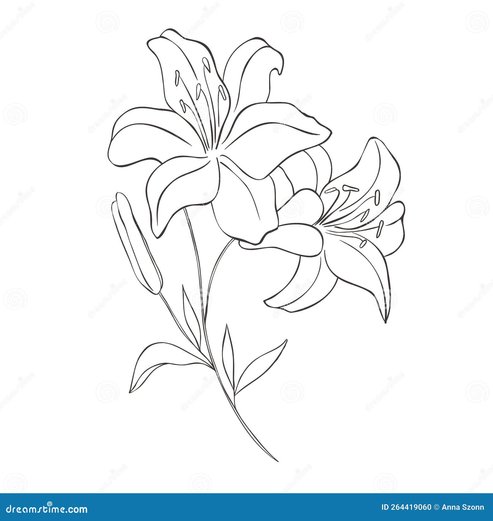 Line Art Lily. Birth Month Flower Stock Illustration - Illustration of ...