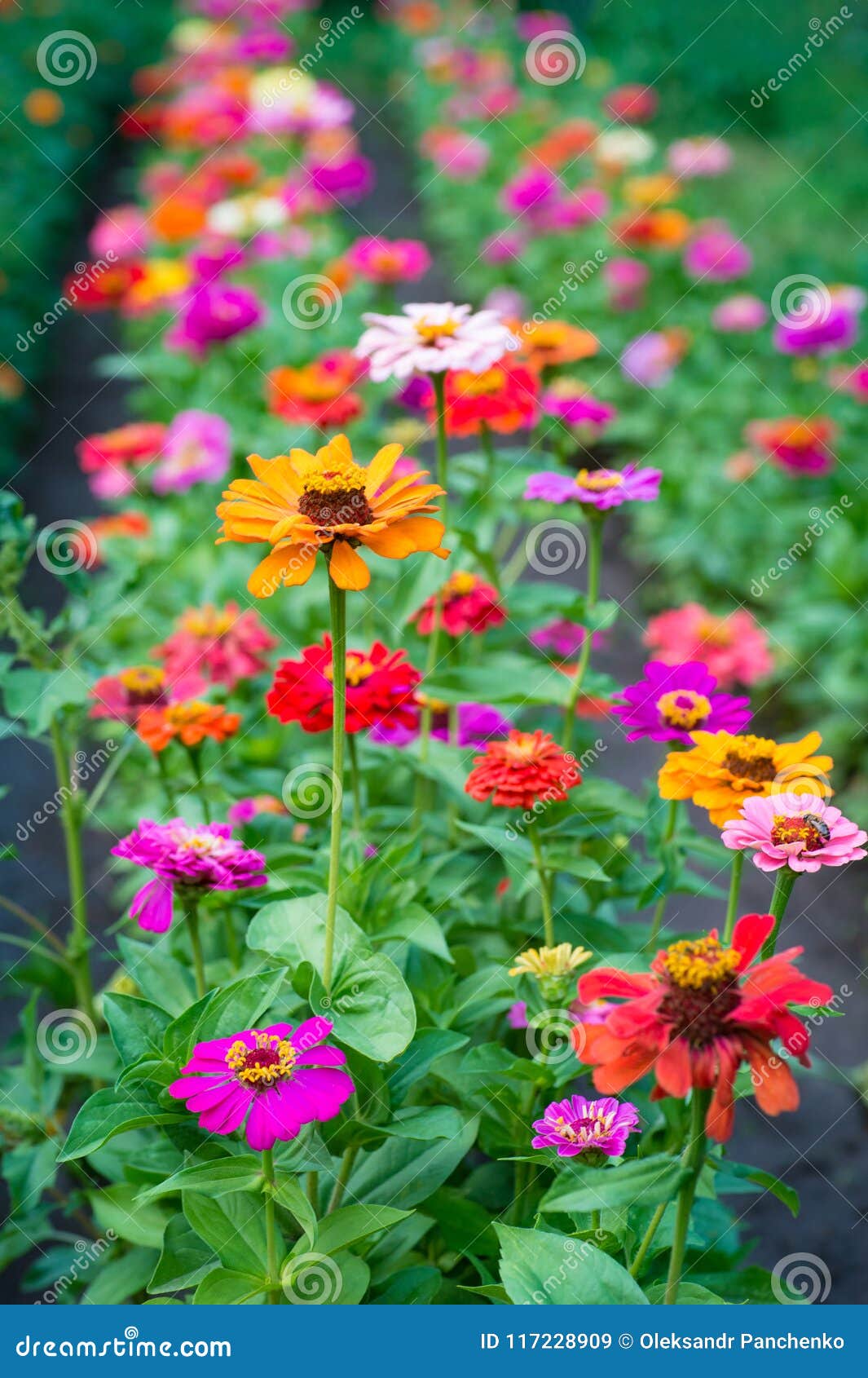 Line Of Beautiful Zinnia Flowers Nature Background Stock Image Image Of Leaf Leaves 117228909