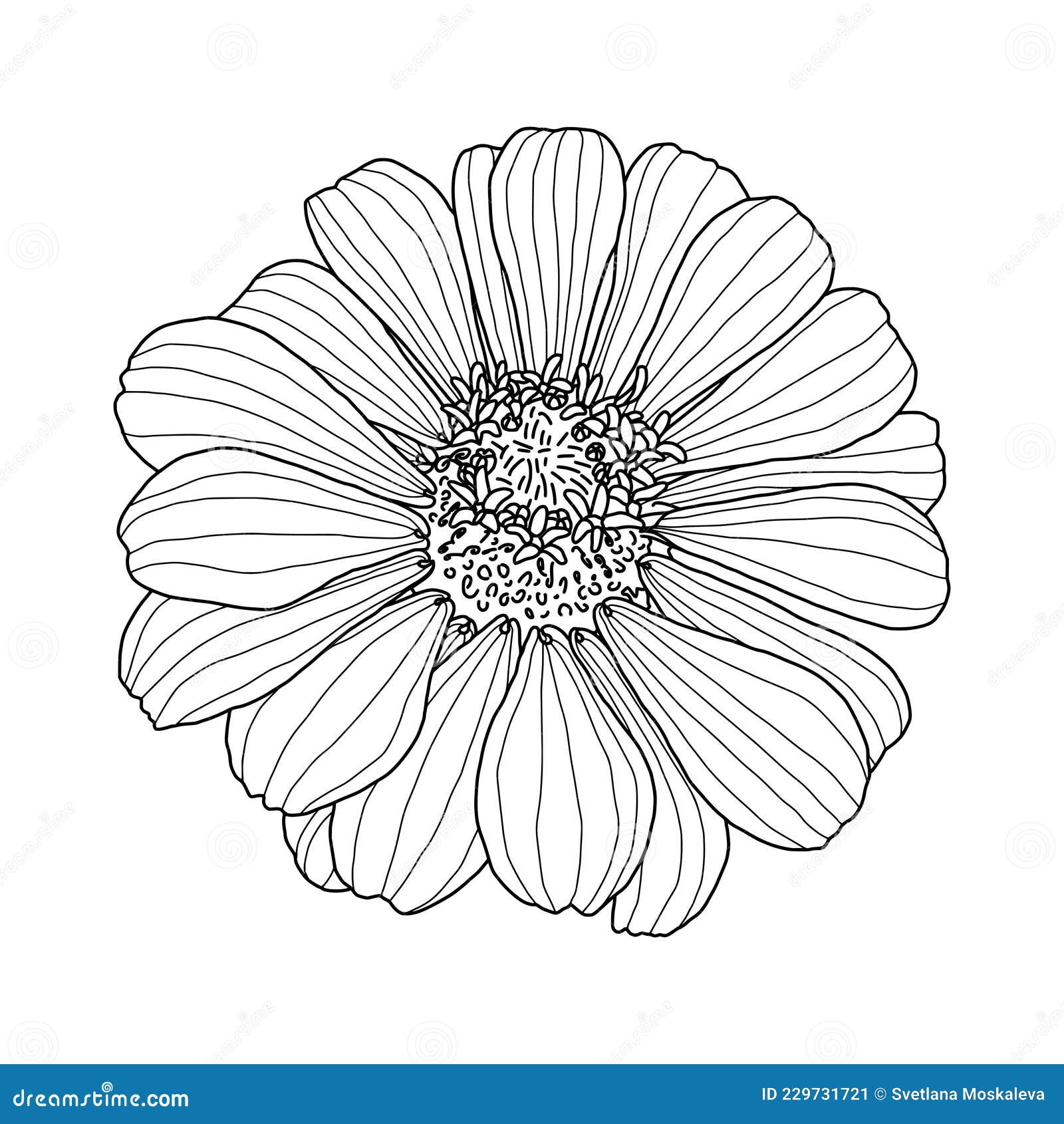 Line Black and White Graphic Drawing of Zinnia Flower Head Stock ...