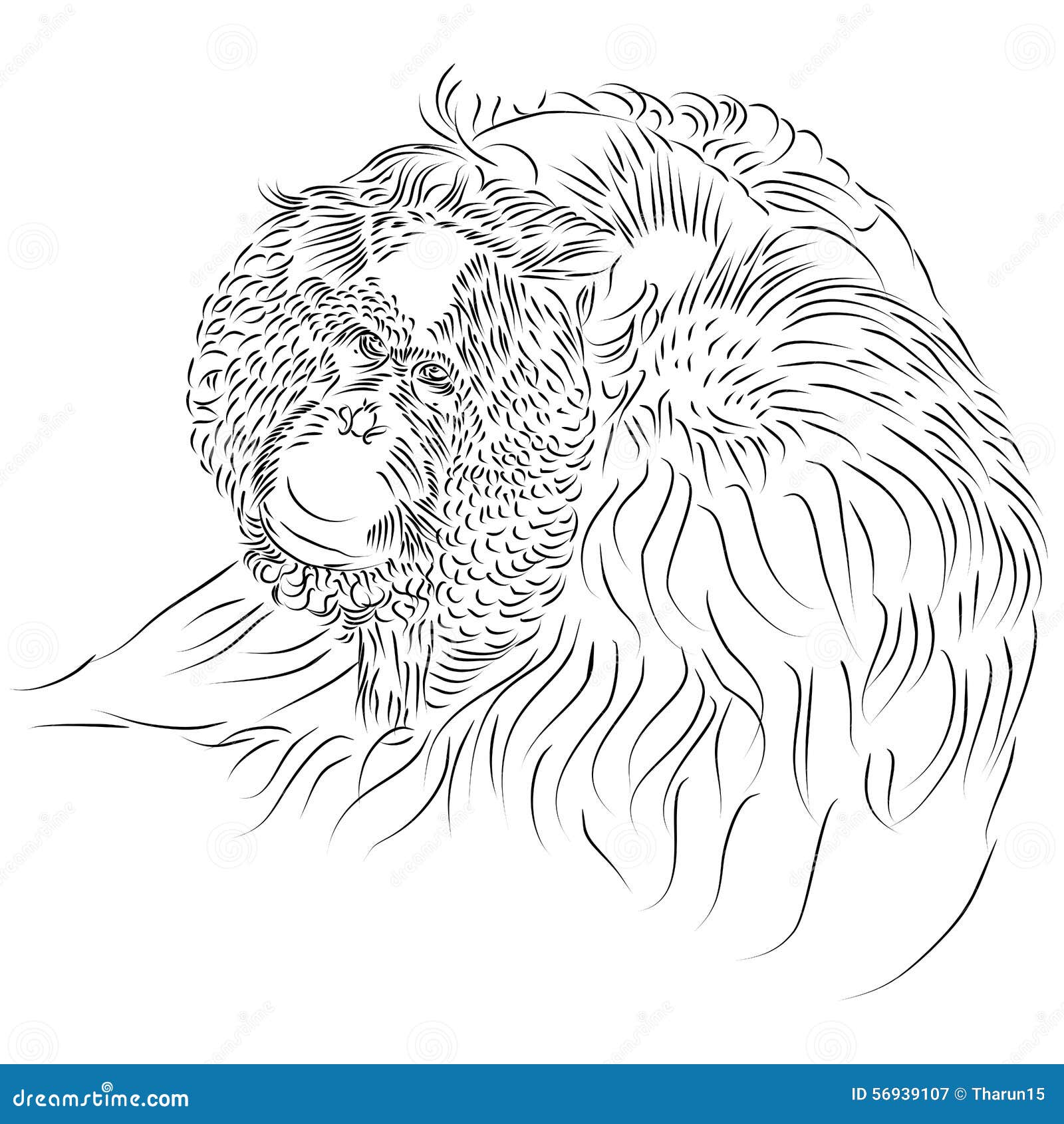 Download Line Drawing Of Pongo Pygmaeus, Bornean Orangutan, Primate Stock Illustration - Image: 56939107