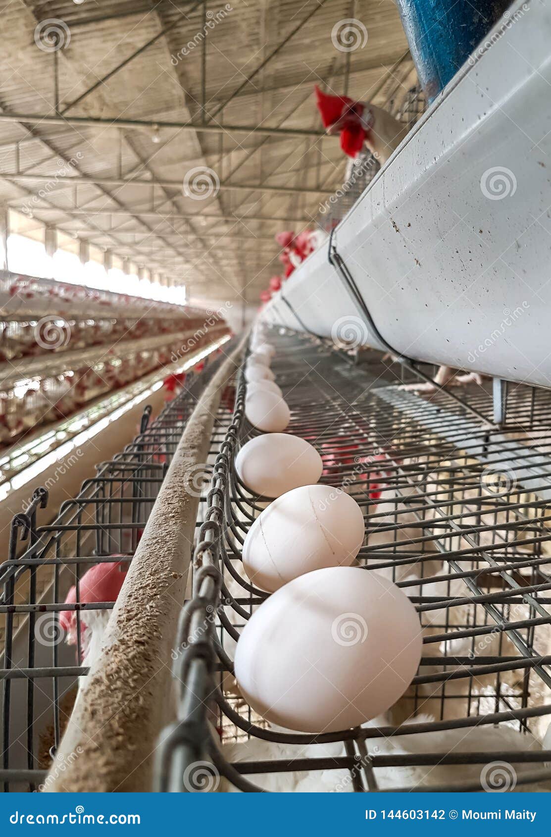 Line of Fresh Egg in the Layer Poultry Farm Stock Photo Image of farm