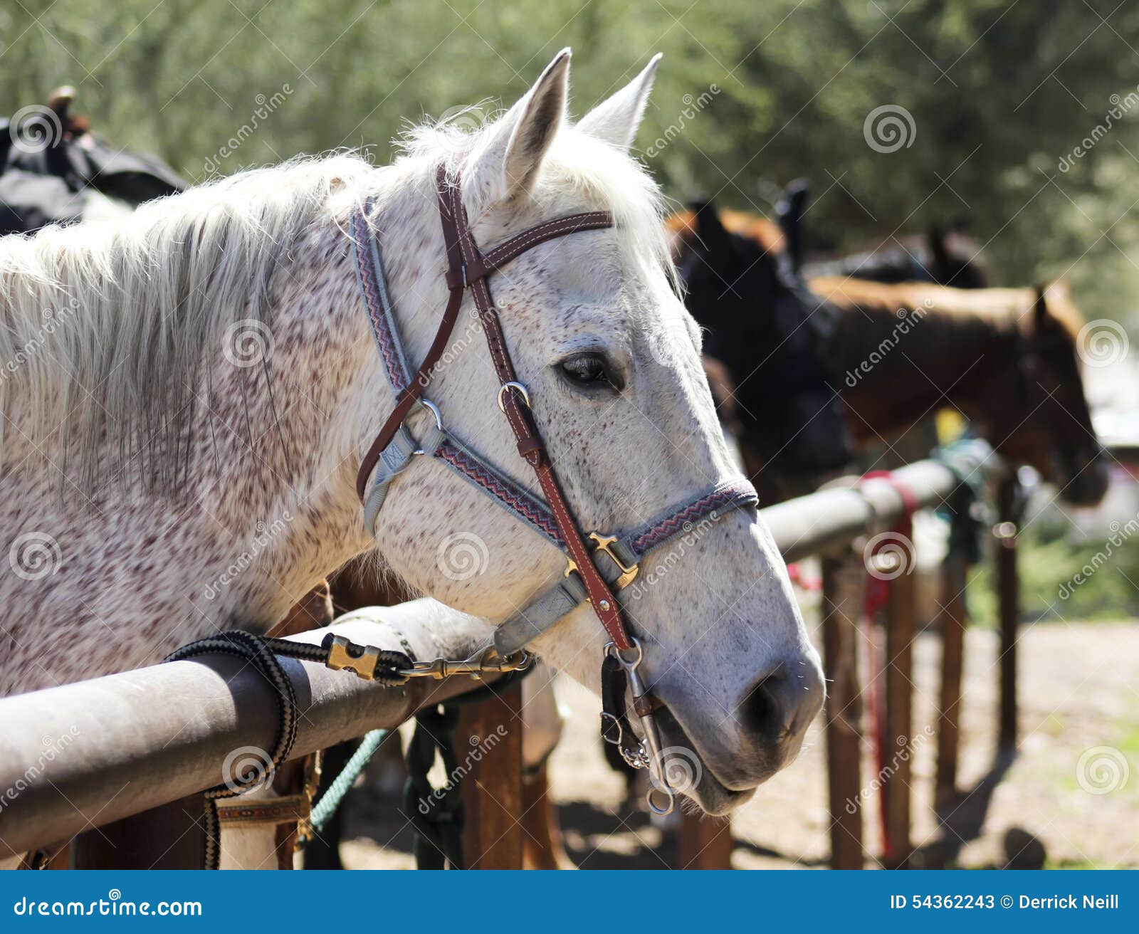A Line of Horses at a Hitching Post Stock Image - Image of bridle