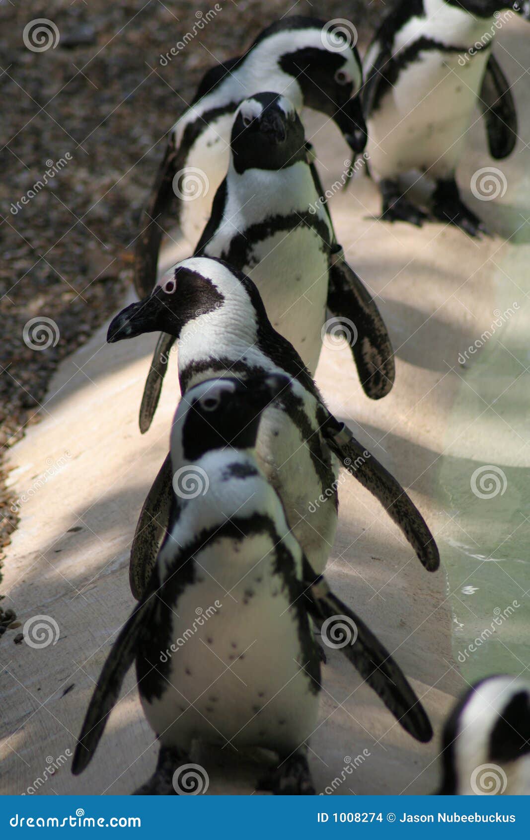 line of humboldt penguins
