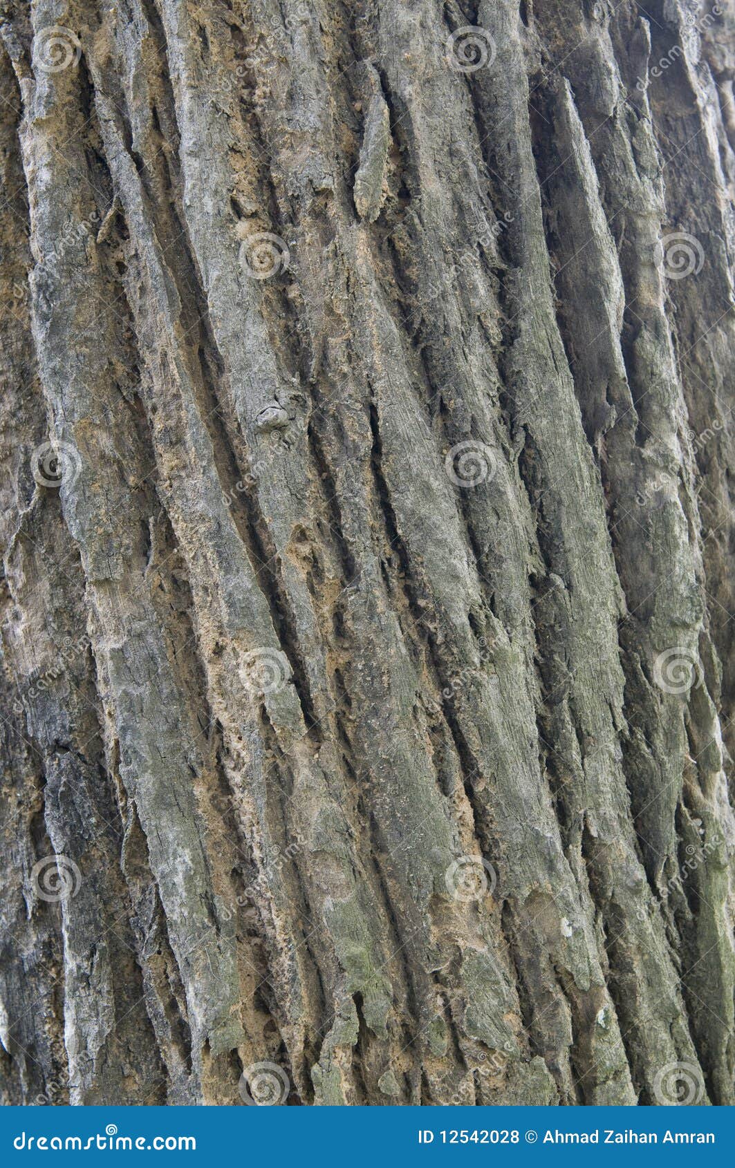 Line Pattern Of The Tree Bark Royalty Free Stock Photos Image 12542028